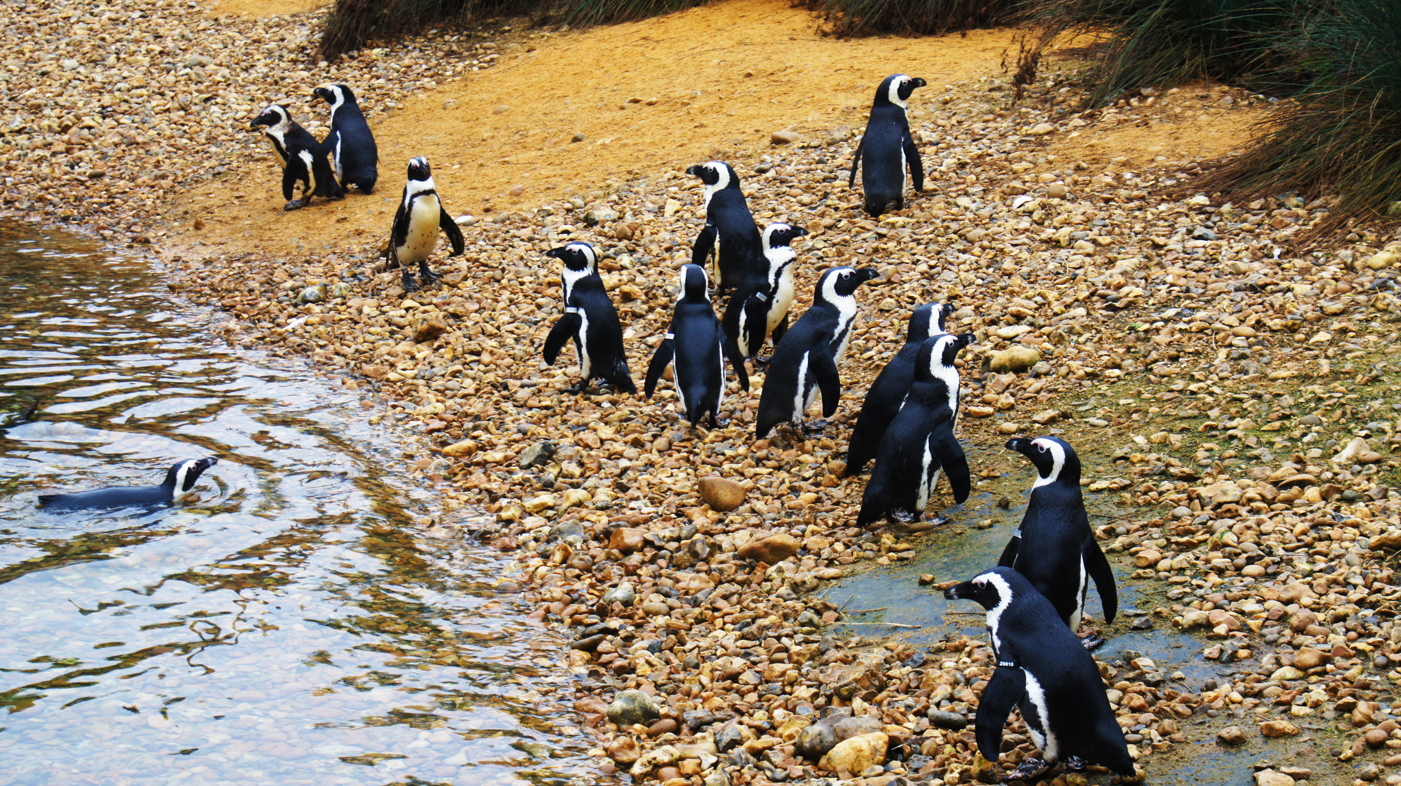 African penguins (10)