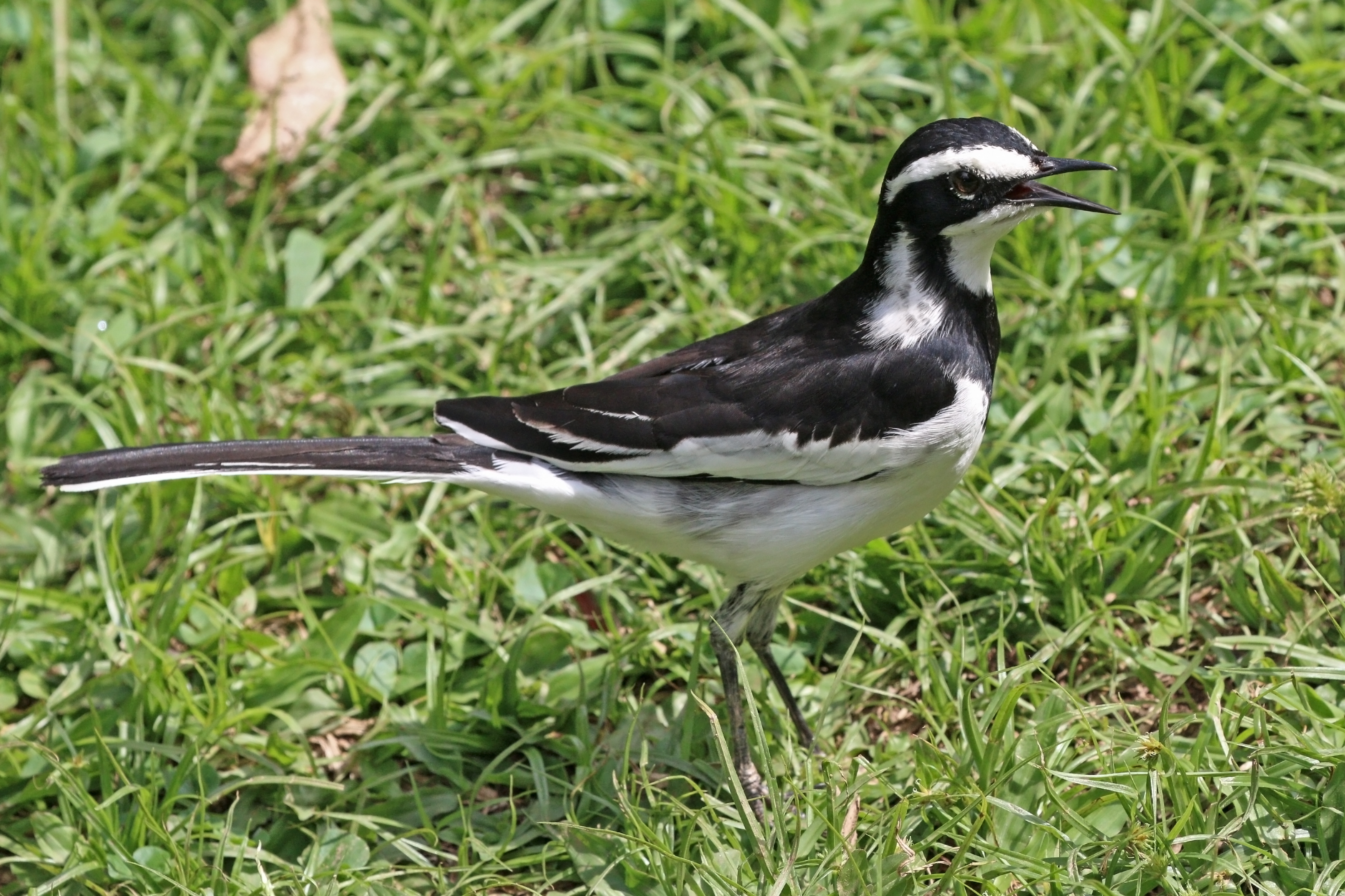 African pied wagtail (Motacilla aguimp vidua)
