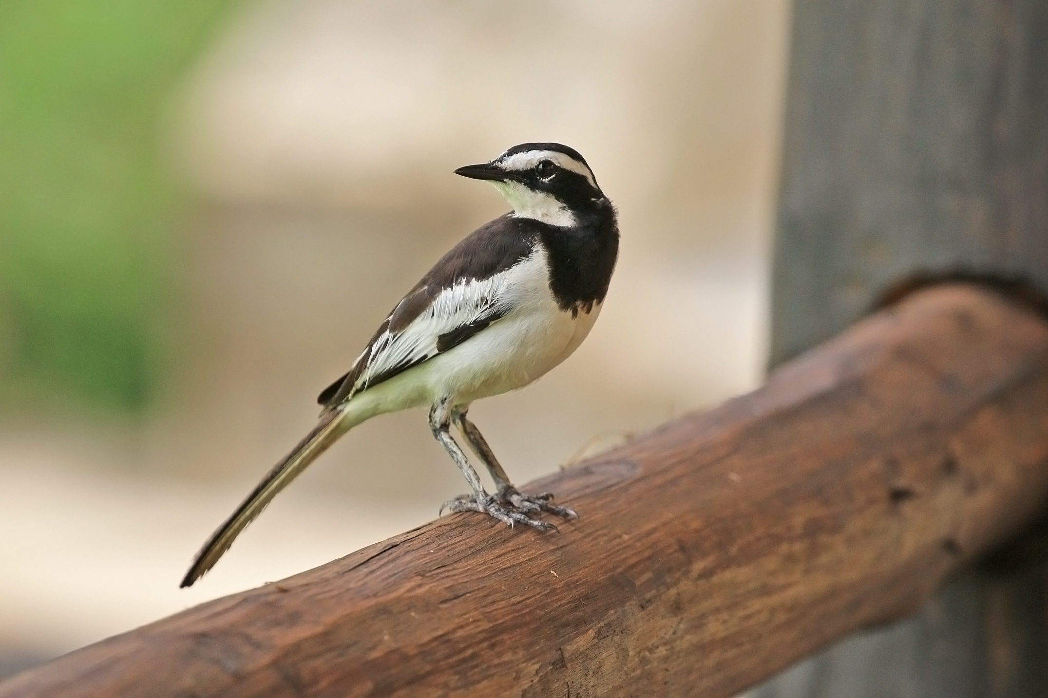 African pied wagtail (Motacilla aguimp vidua) male breeding