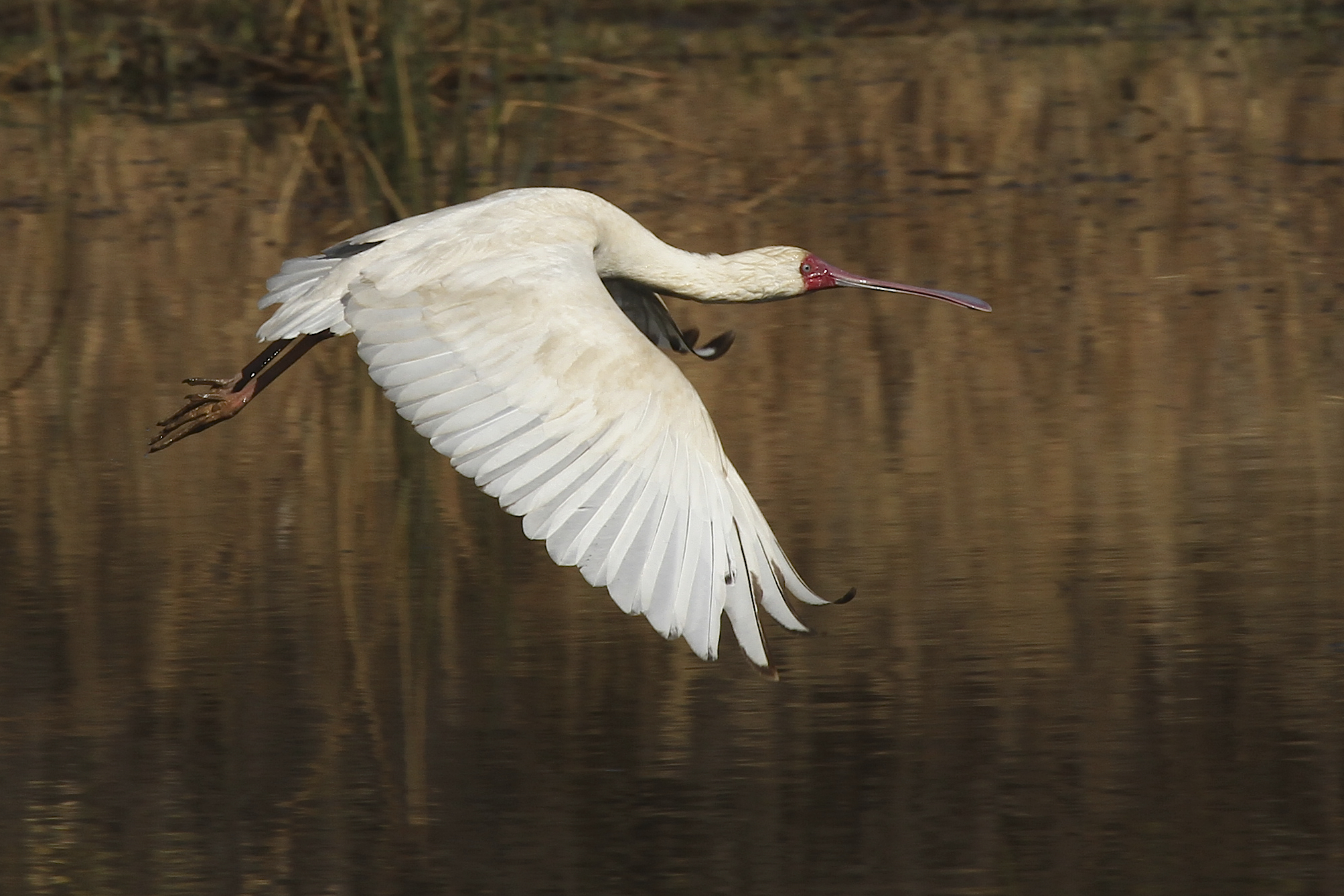 African Spoonbill-001