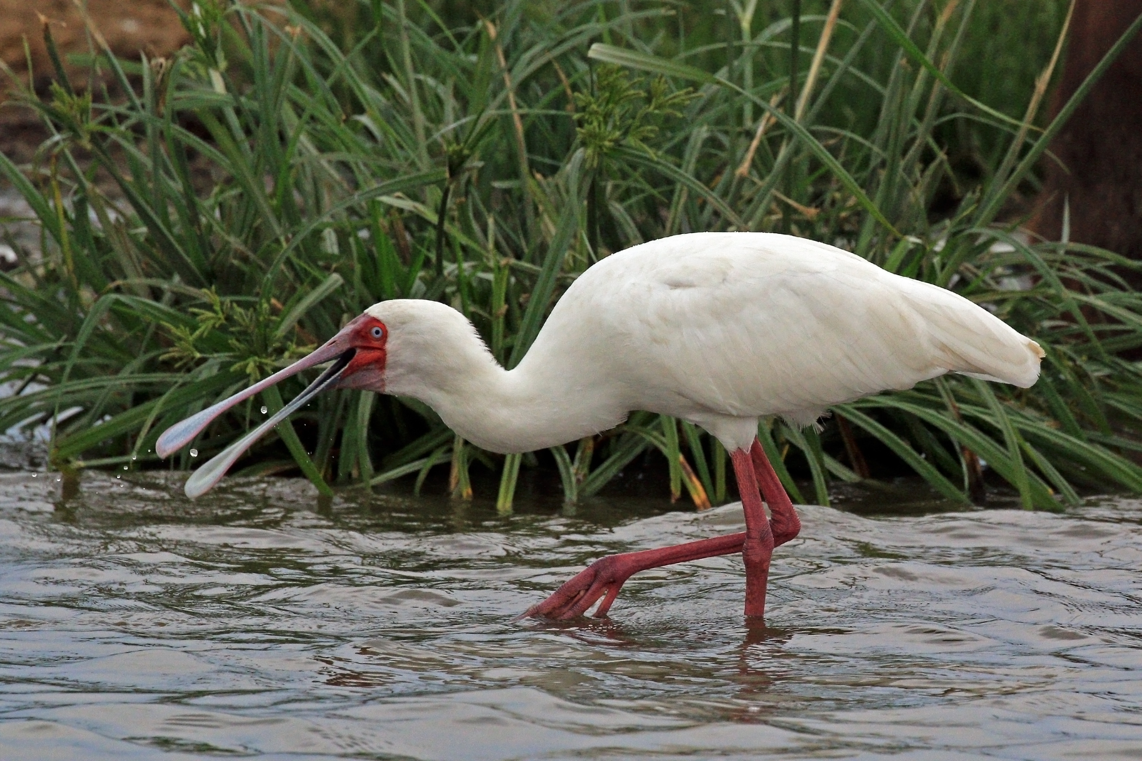 African spoonbill (Platalea alba)