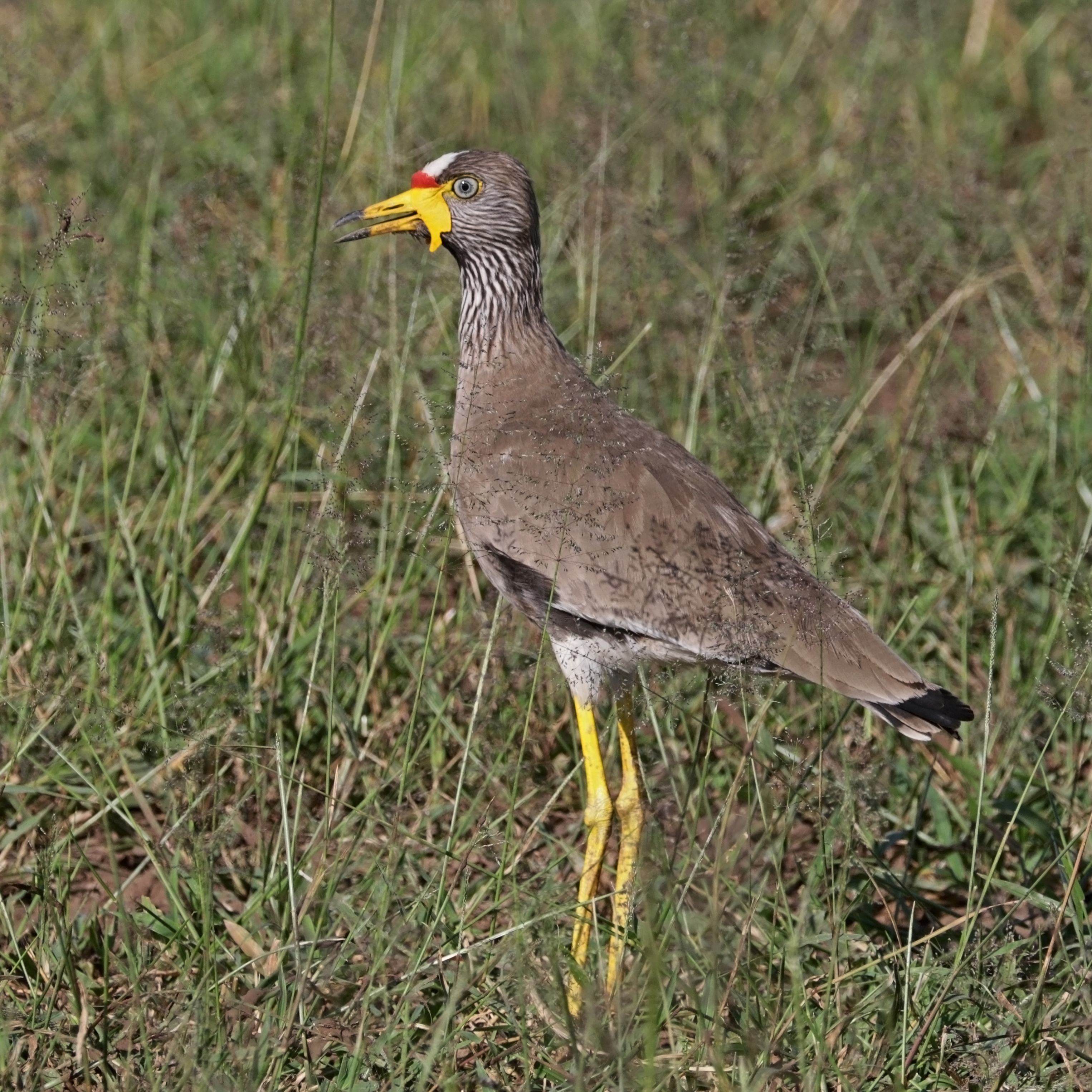 African wattled lapwing (Vanellus senegallus lateralis)