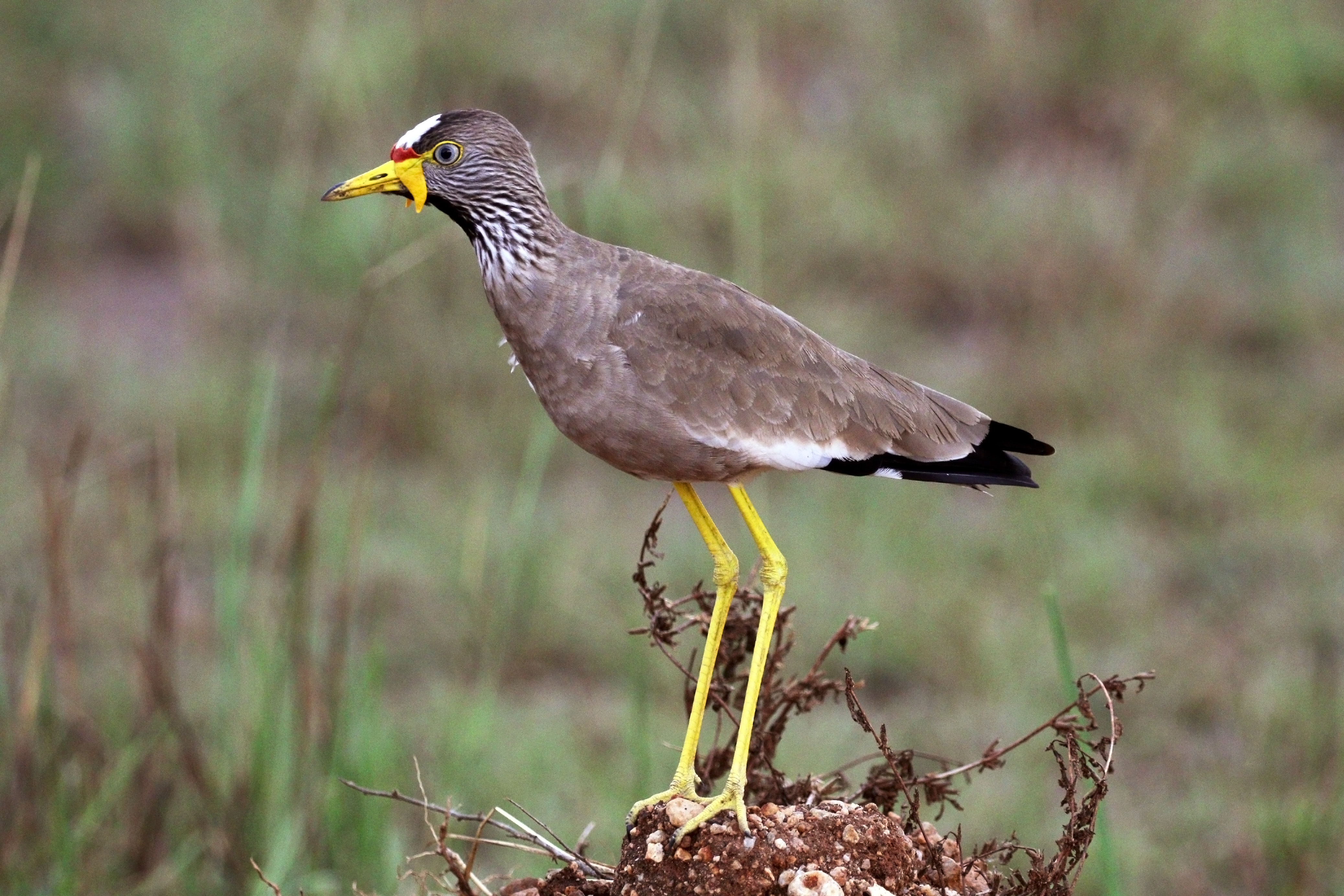 African wattled lapwing (Vanellus senegallus senegallus)