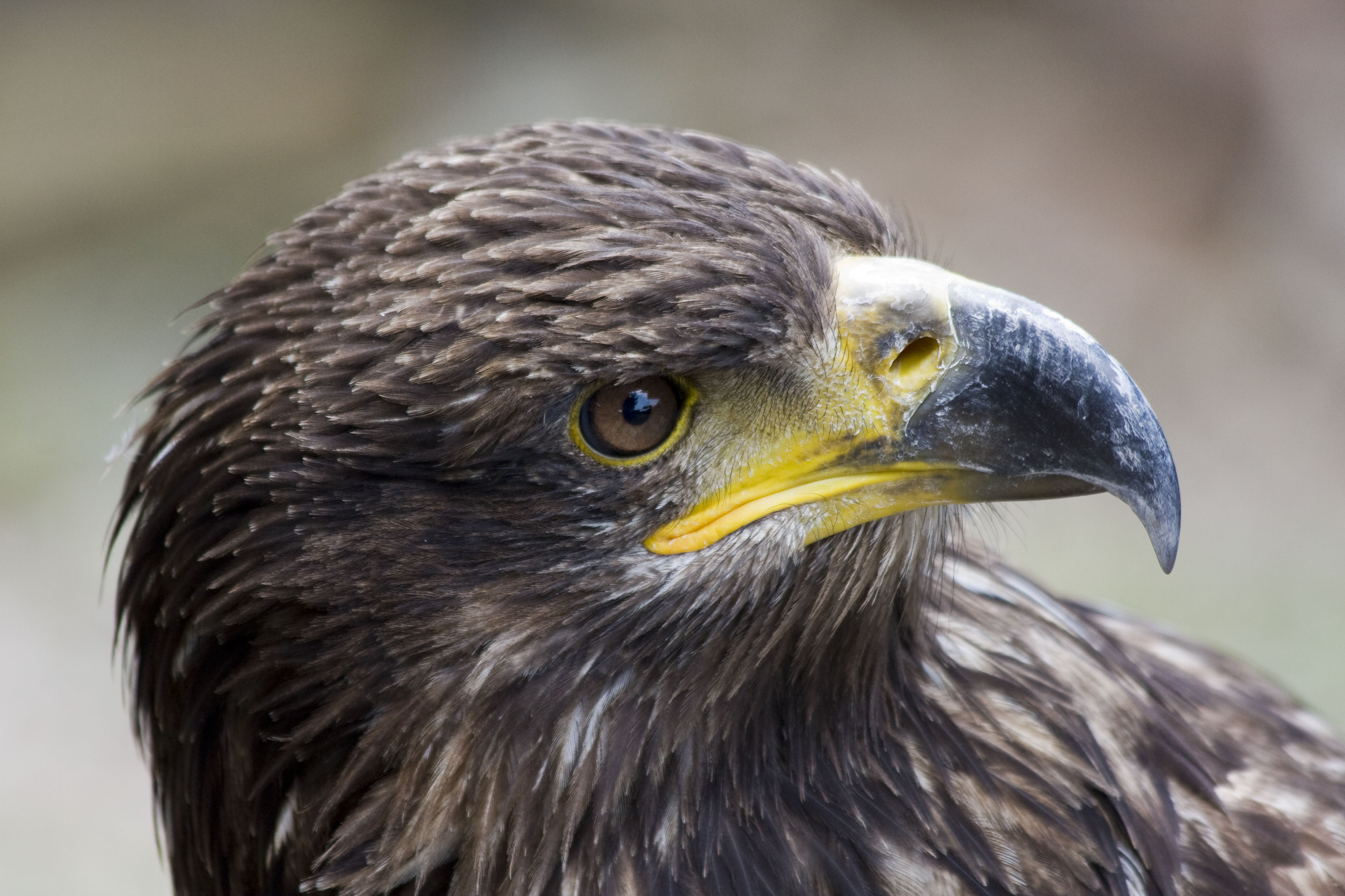AigleImperial