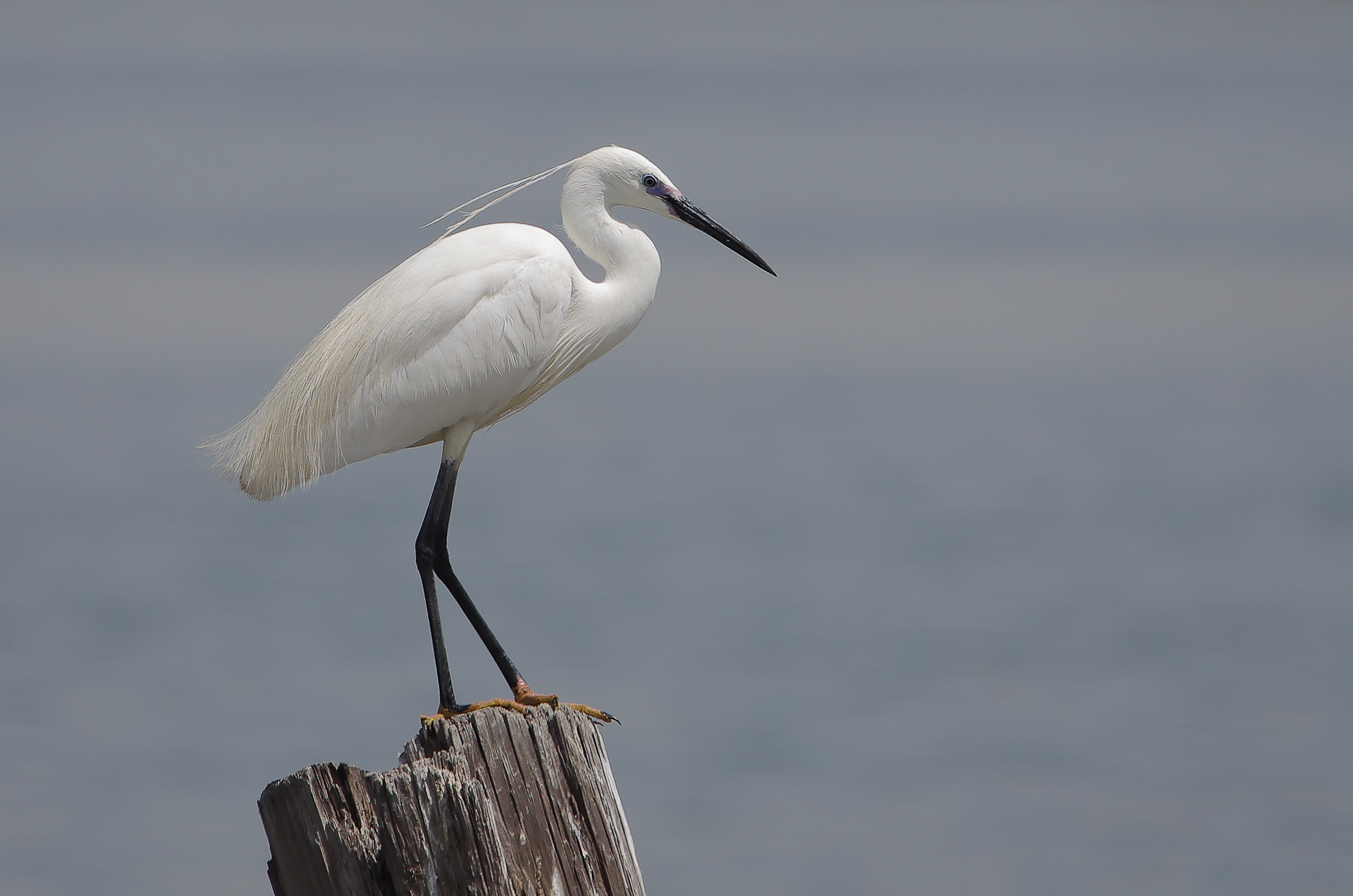 Aigrette garzette au lac sud de Tunis (site RAMSAR)