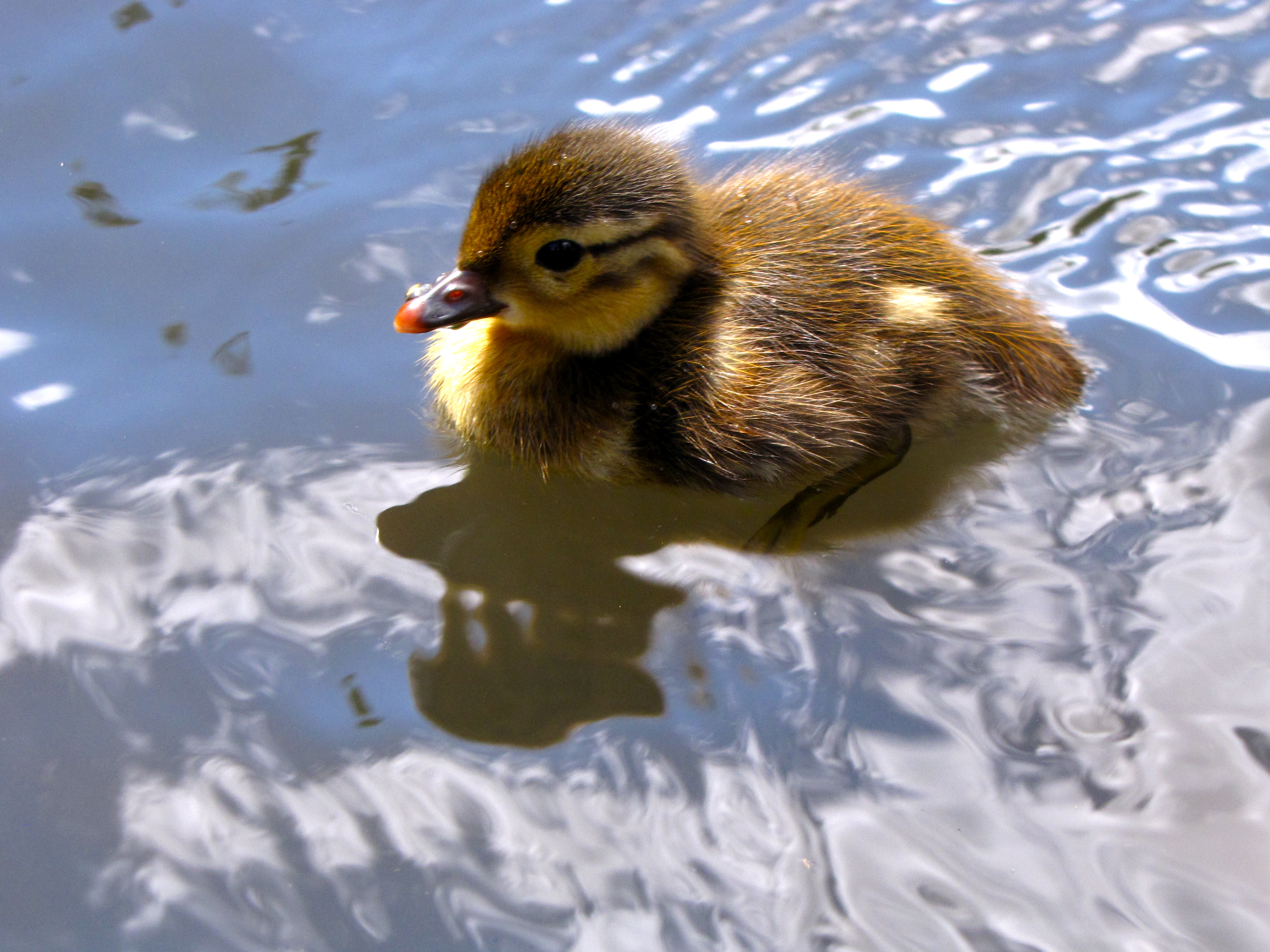 Aix galericulata -Richmond Park, London, England -duckling-8