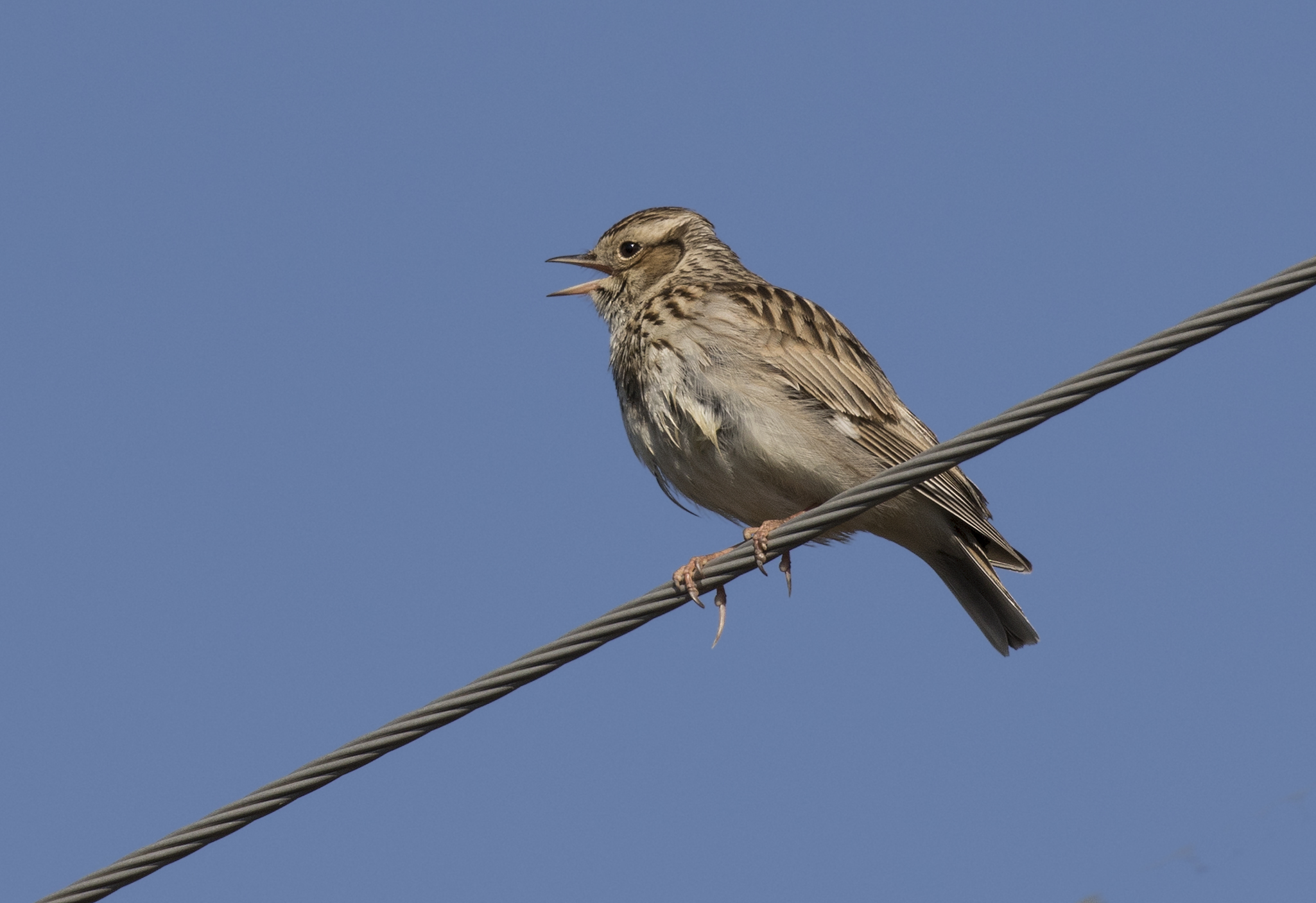 Alauda arvensis - Skylark - Tarlakuşu 02
