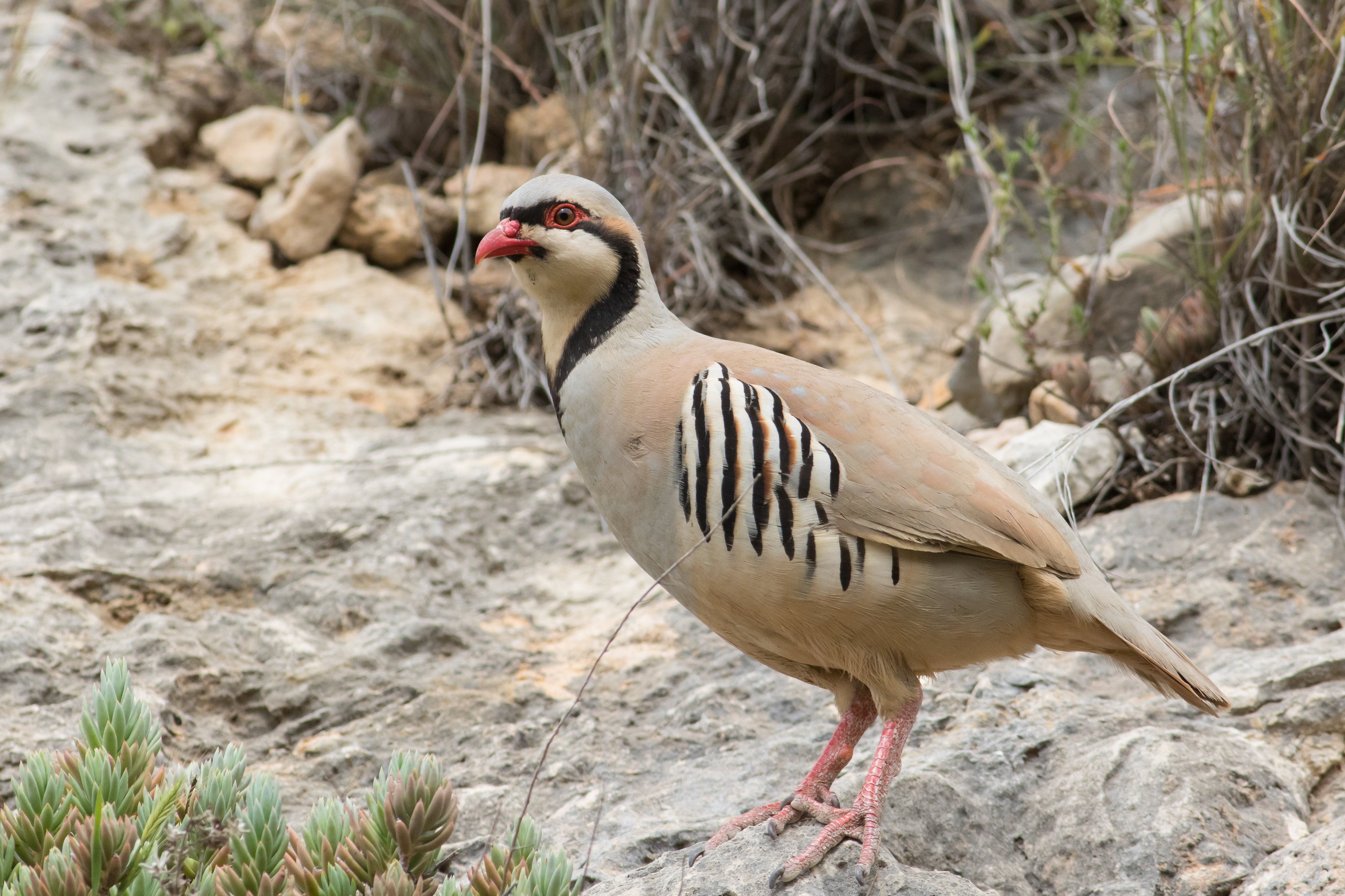 Alectoris chukar 3 - Israel