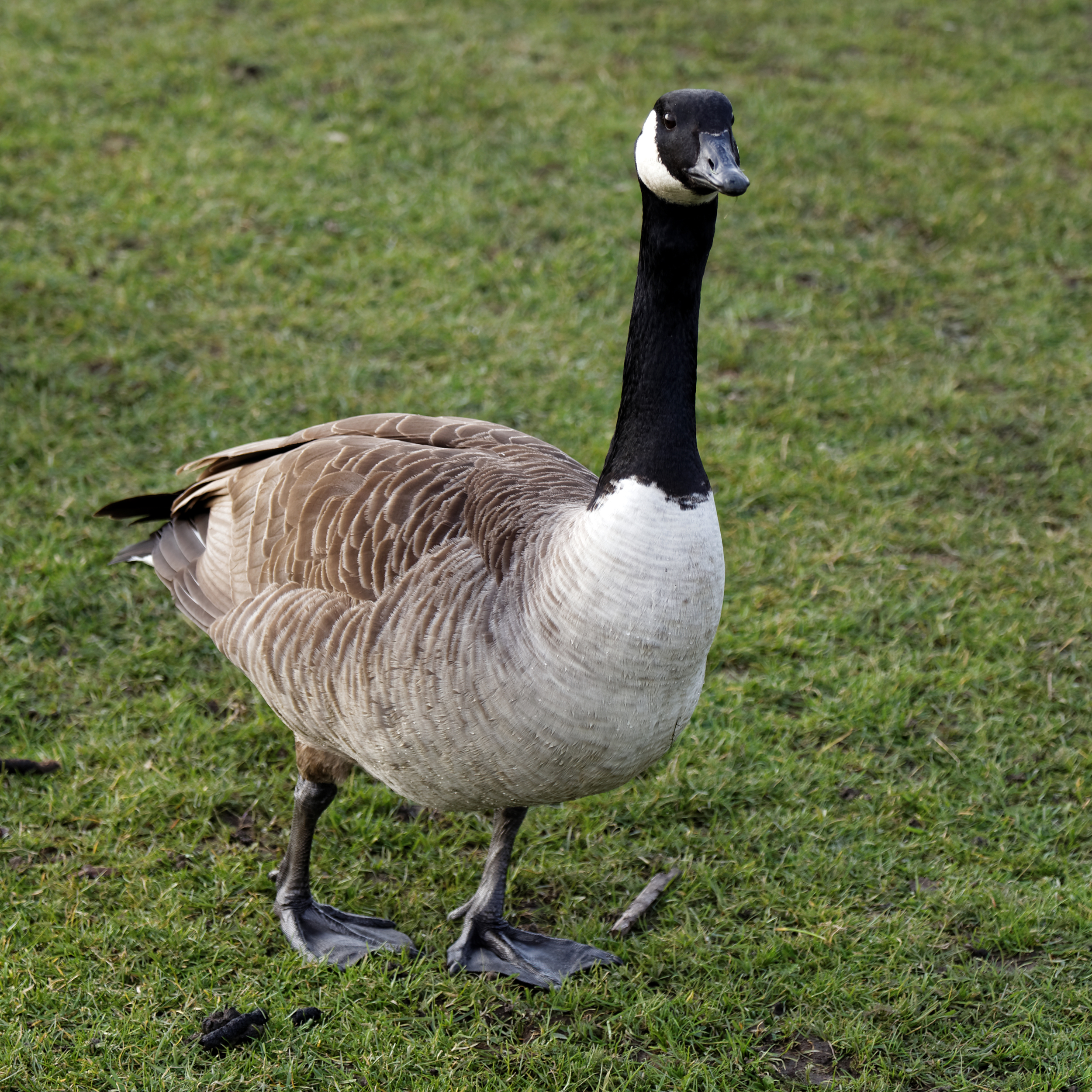 Alexandra Lake Wanstead Flats Redbridge London - Branta canadensis 06