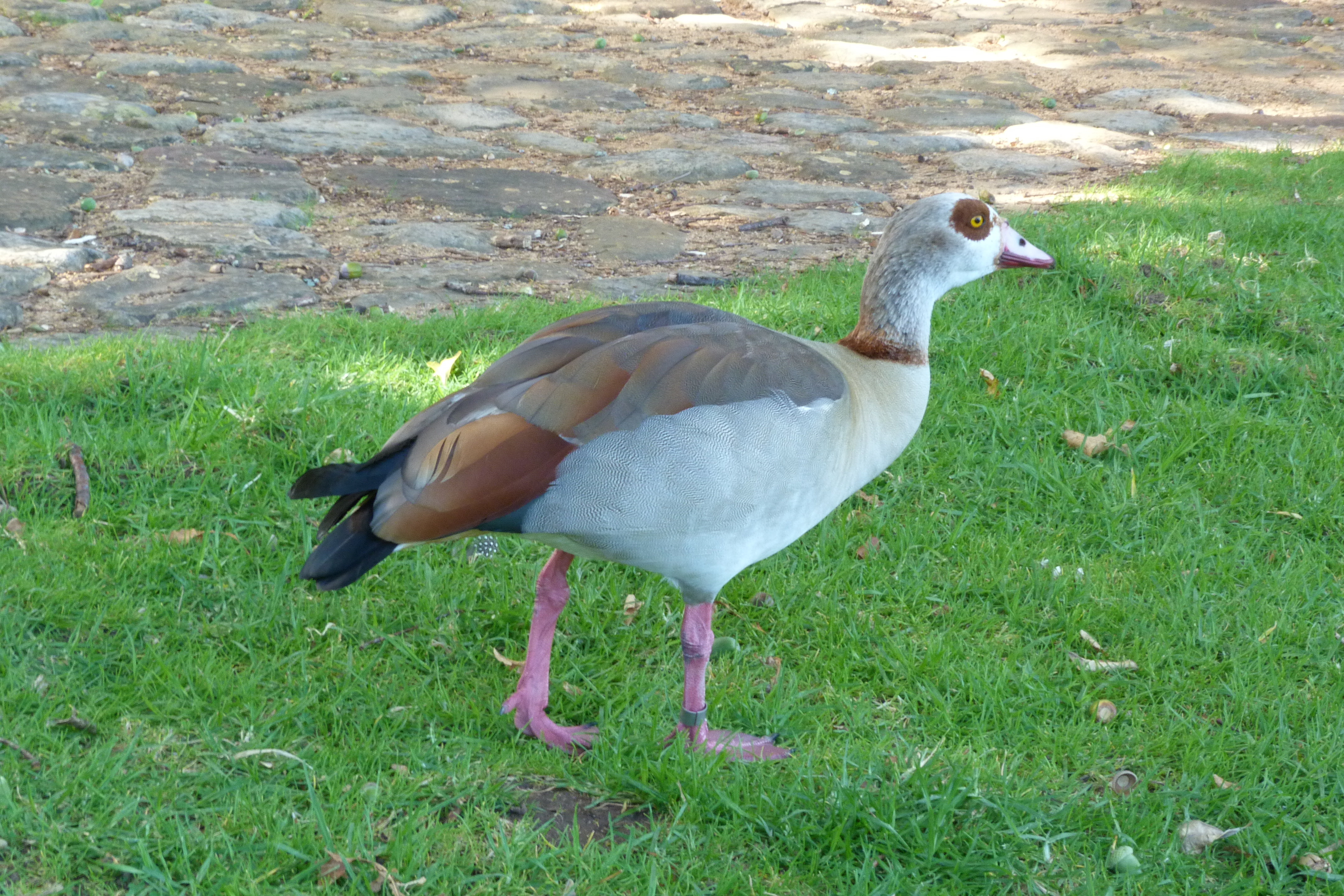 Alopochen aegyptiacus (8452236571)