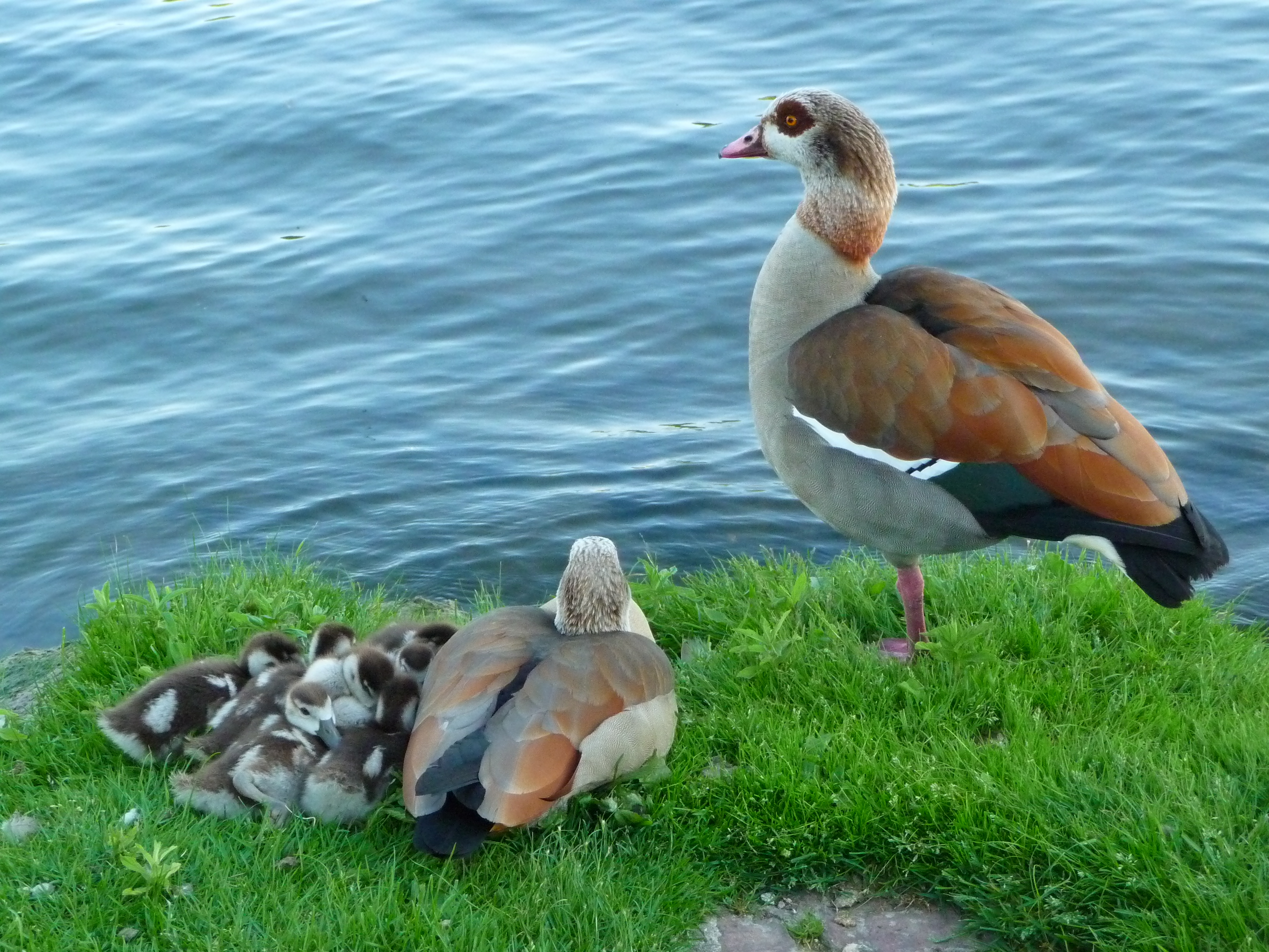 Alopochen aegyptiacus Familie