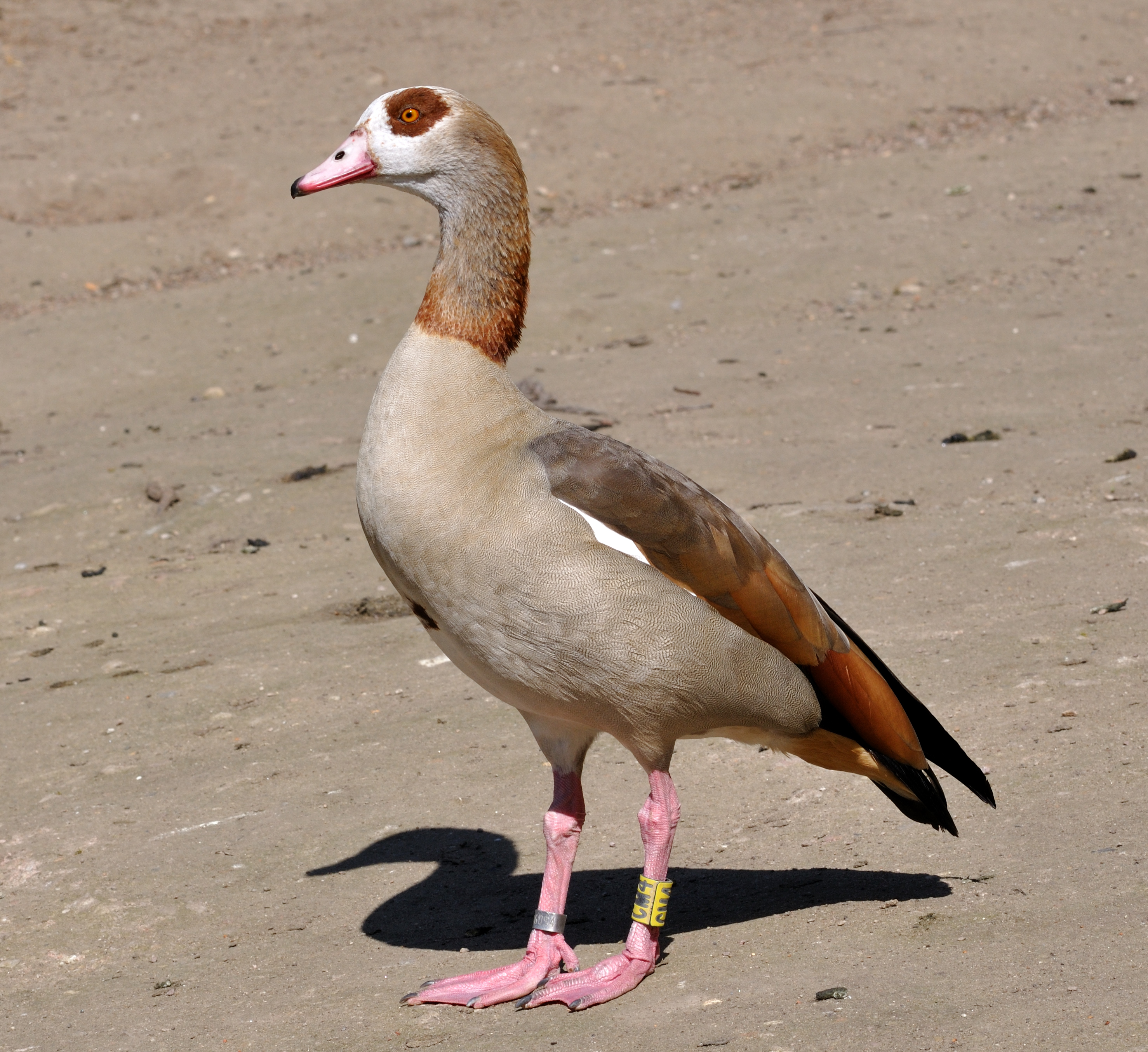 Alopochen aegyptiacus qtl2