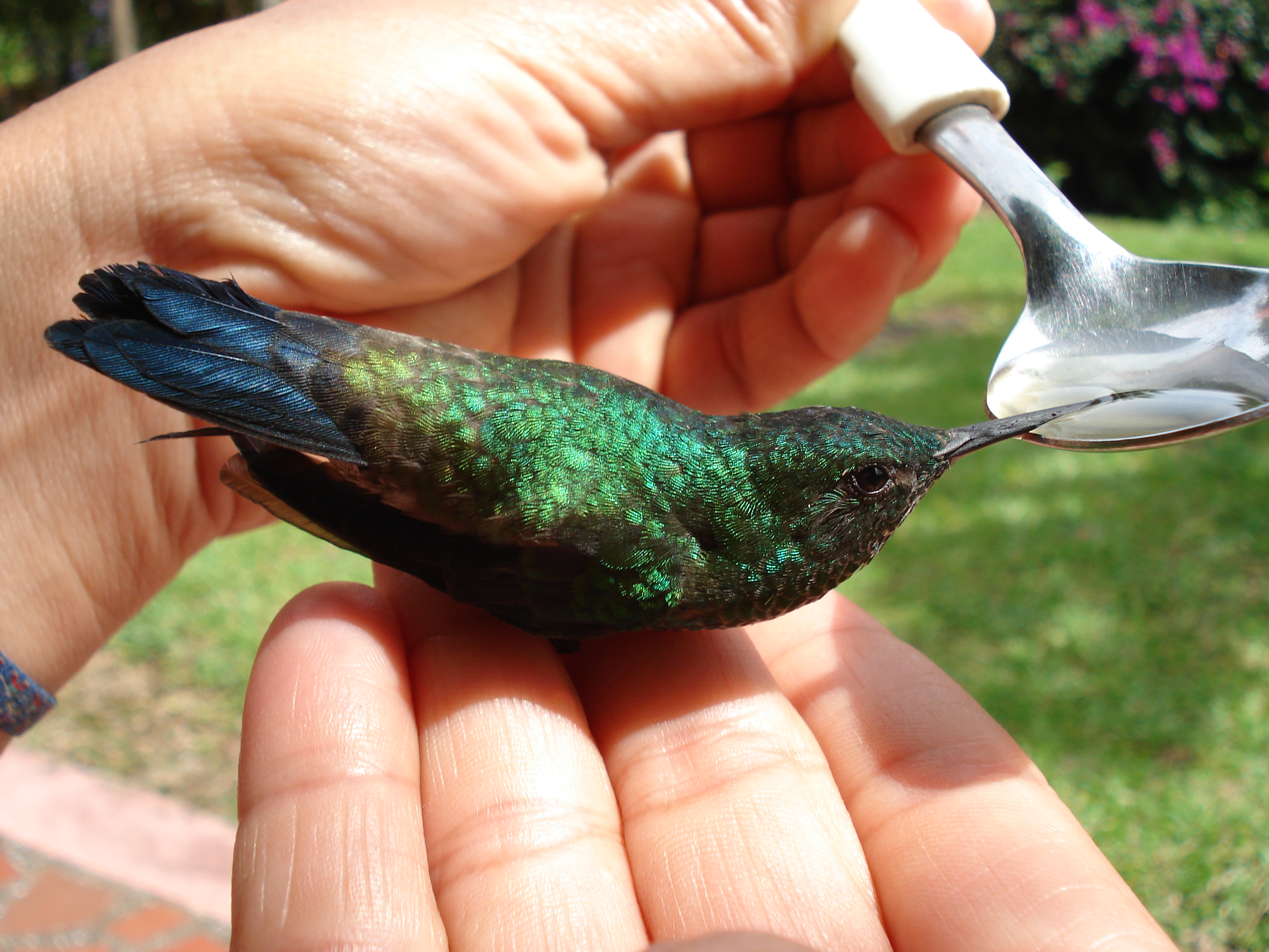 Amazilia saucerrottei (Medellin, Colombia)