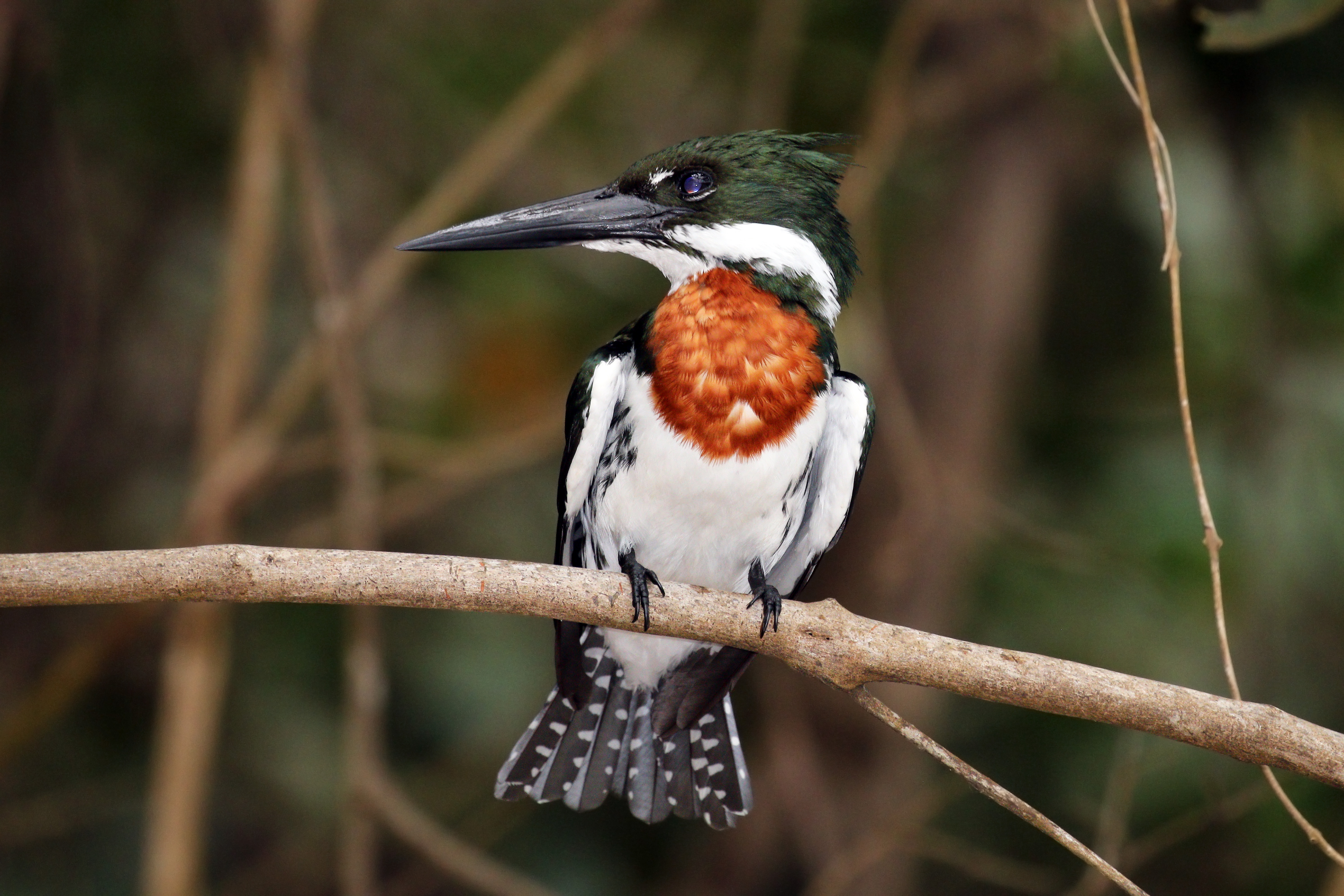 Amazon kingfisher (Chloroceryle amazona) male