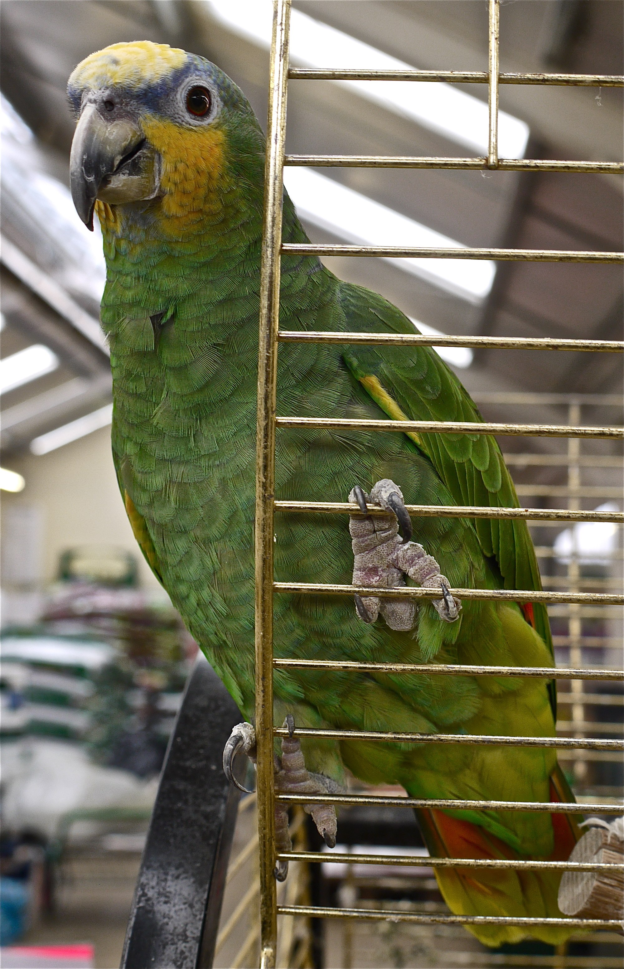 Amazona amazonica -England -pet-8a