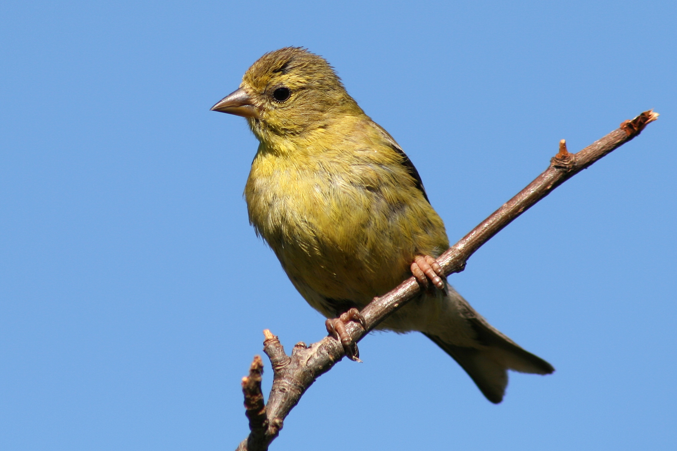 American Goldfinch Female (13826)-Relic38