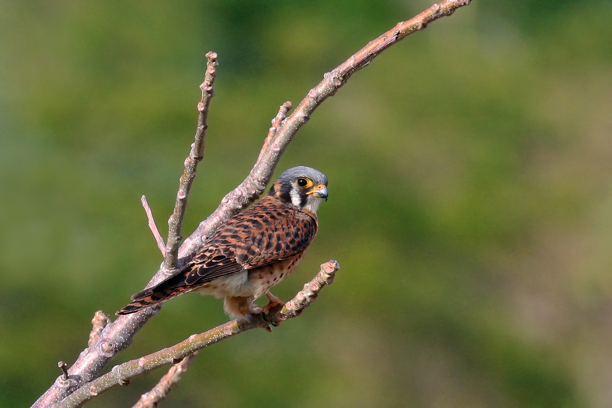 American kestrel (Falco sparverius sparveroides) female white morph