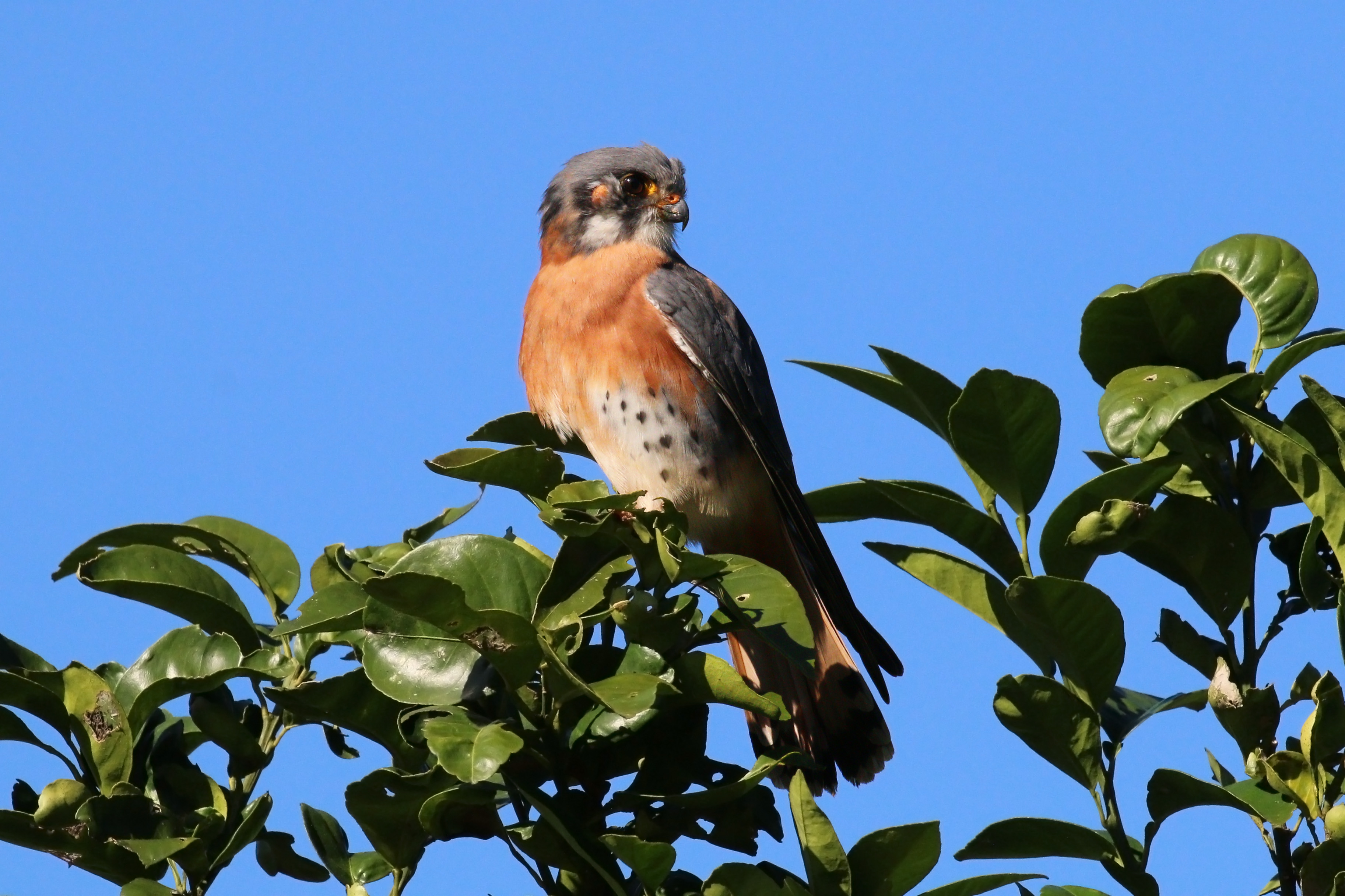 American kestrel (Falco sparverius sparveroides) male red morph