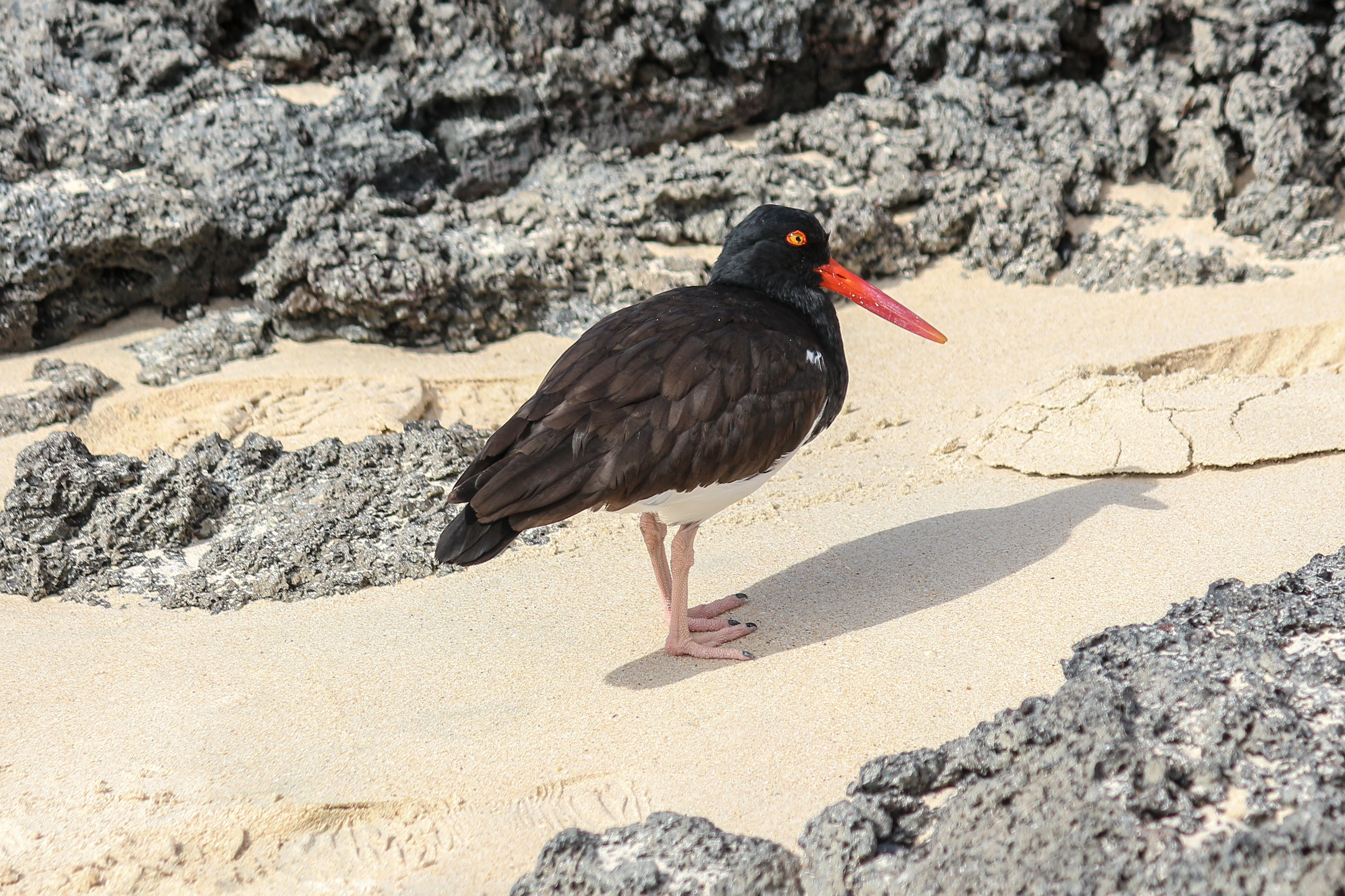 American oystercatcher in Santa Cruz