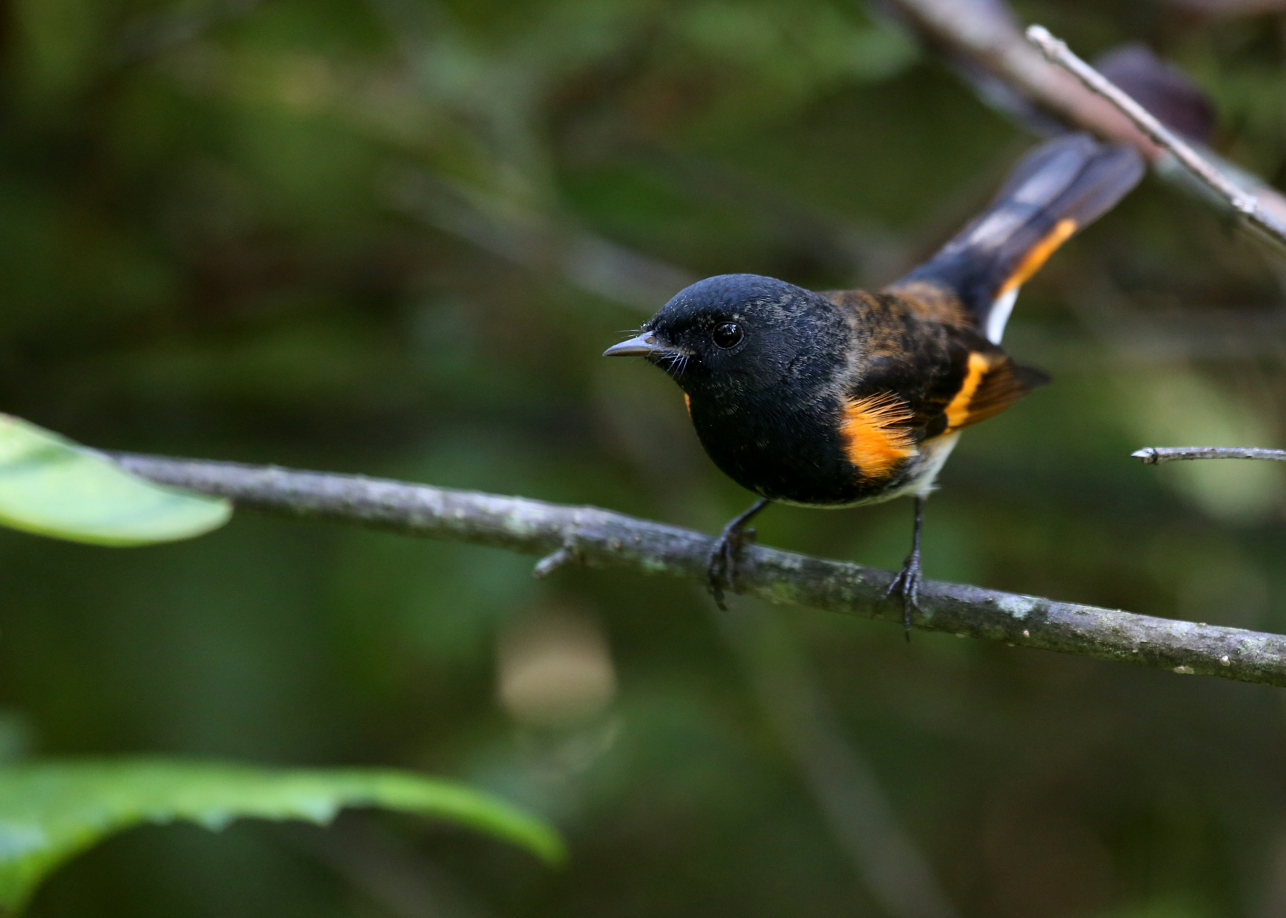 American Redstart (male) (13886927989)