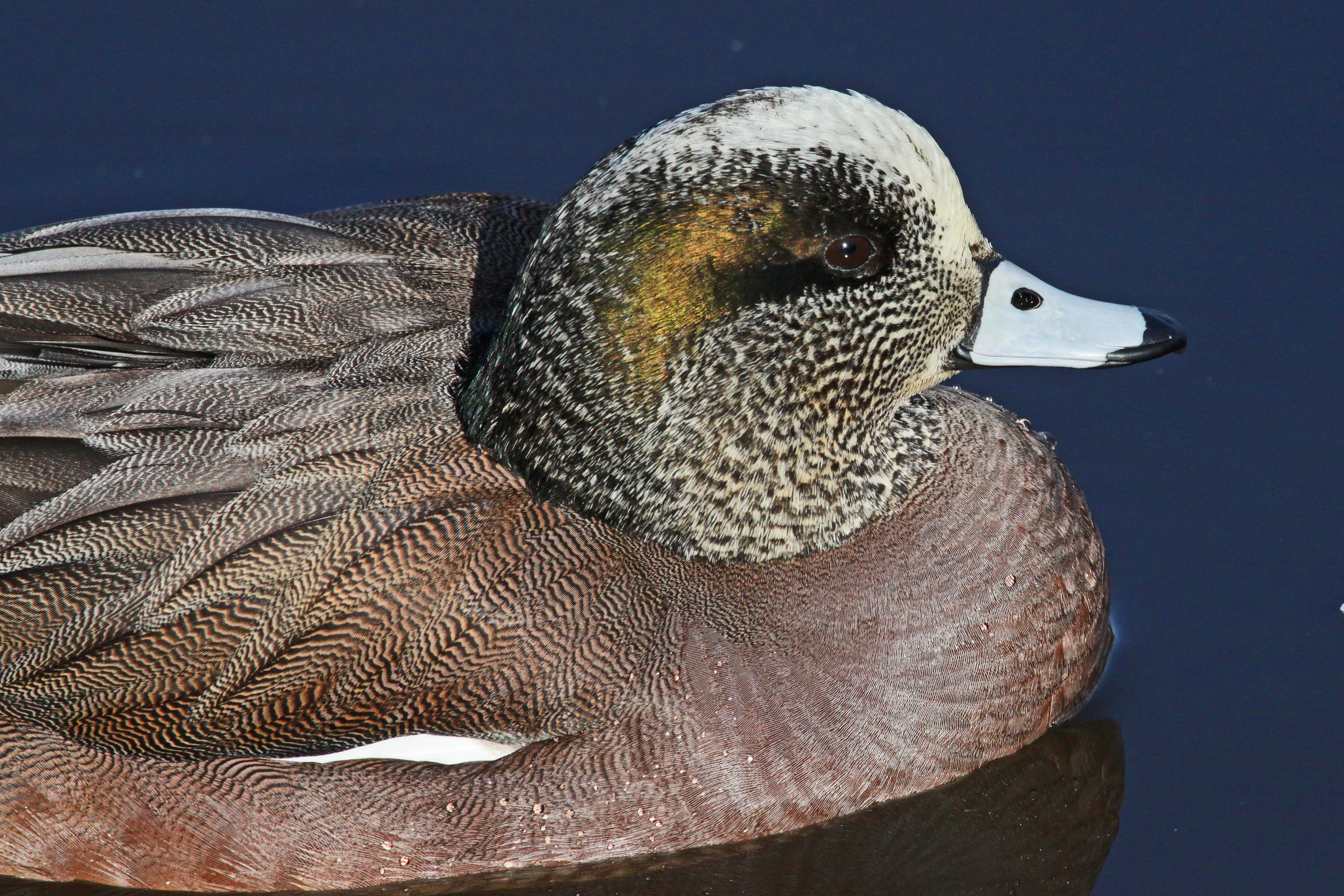 American Wigeon - Anas americana, Reifel Sanctuary, Ladner, British Columbia