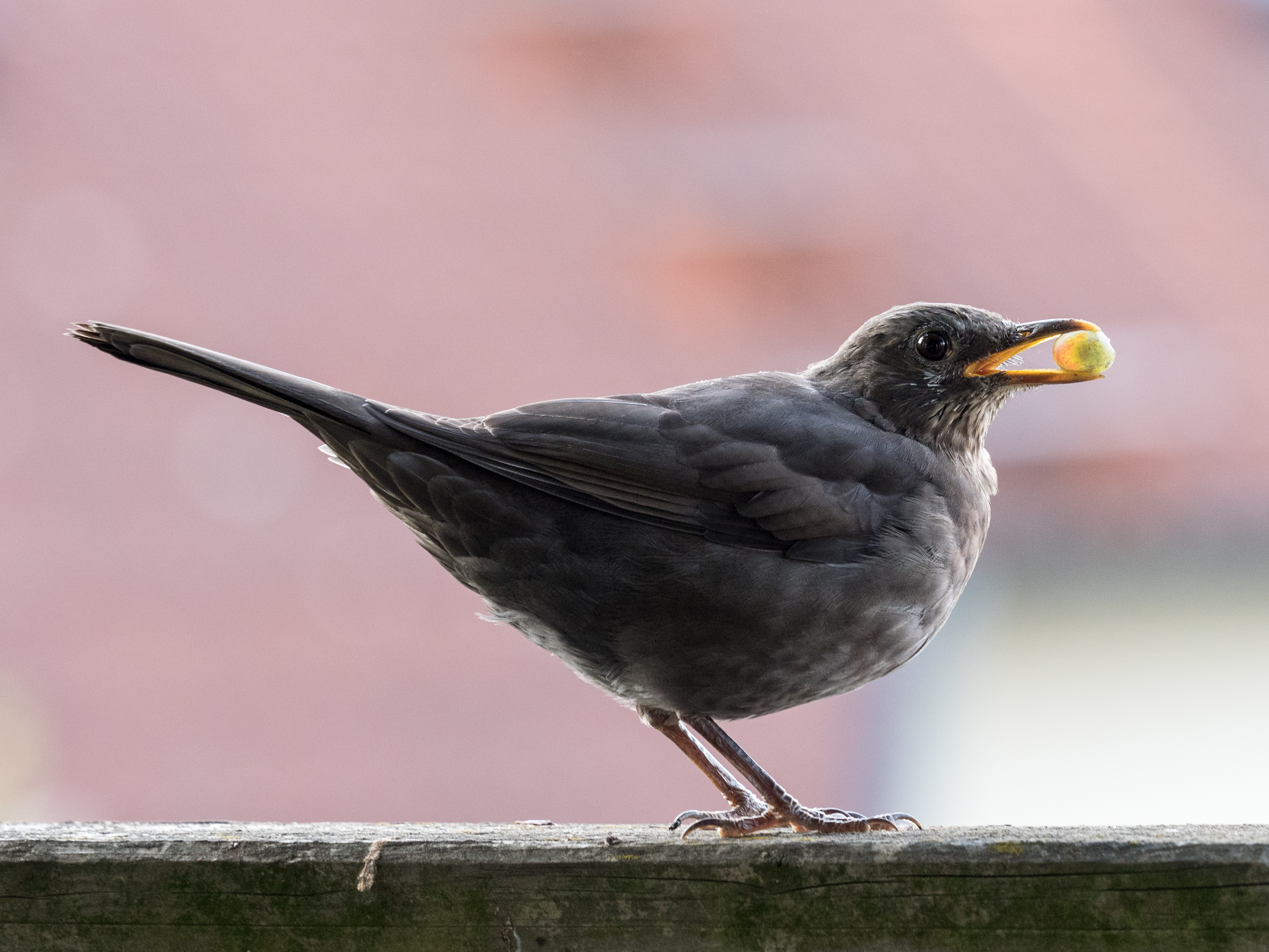 Amsel-with-grape-9283865