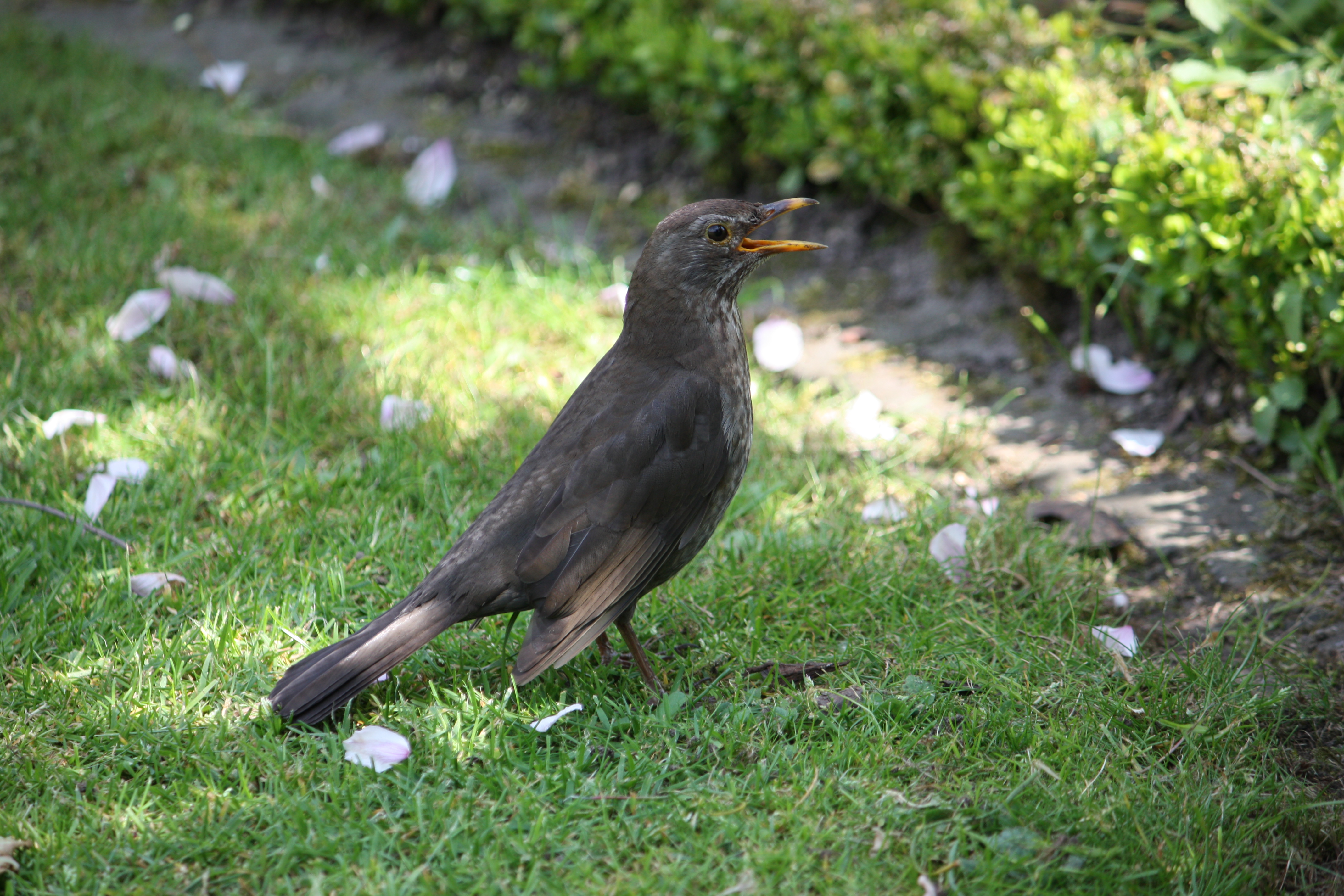 Amsel weiblich d
