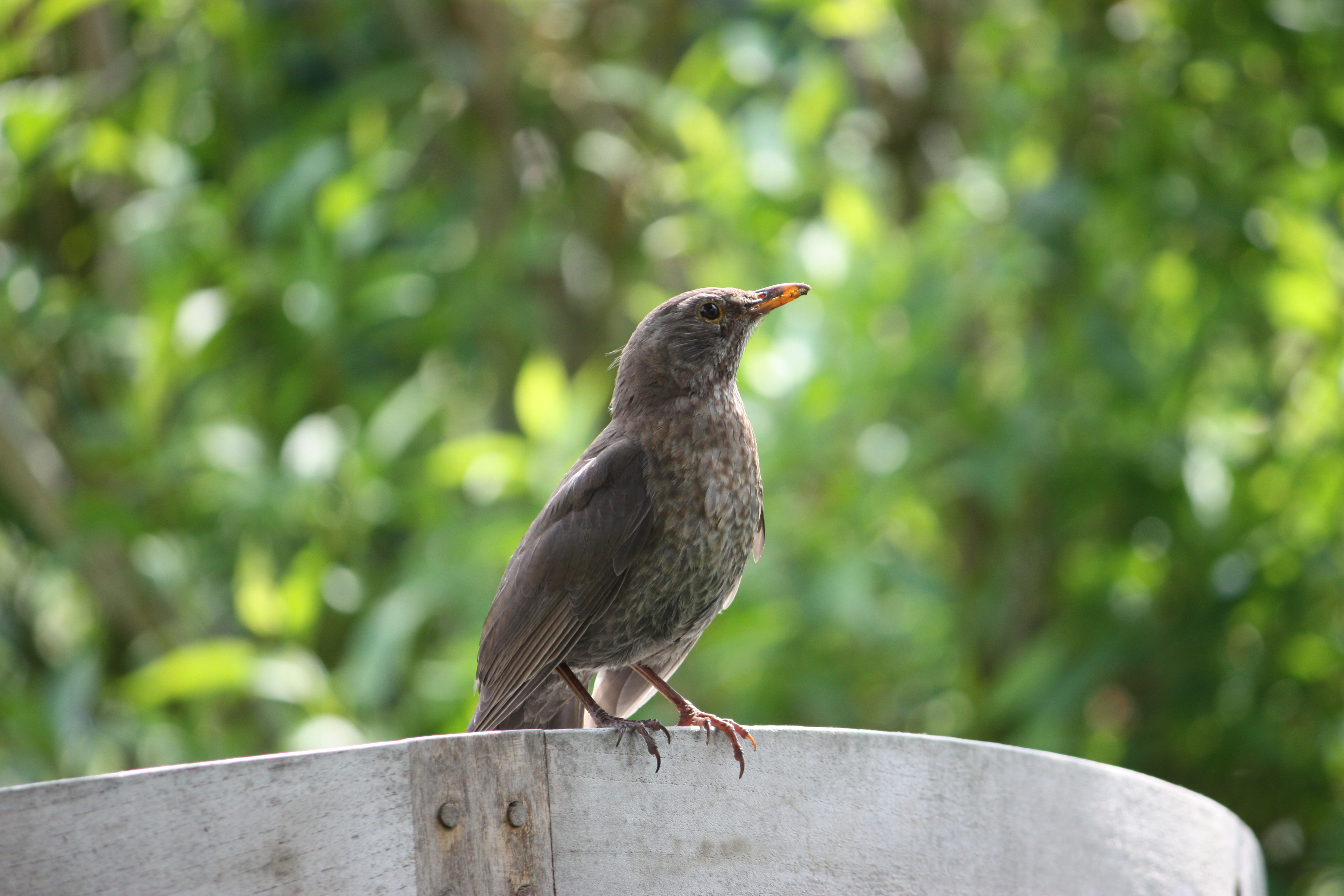 Amsel weiblich m