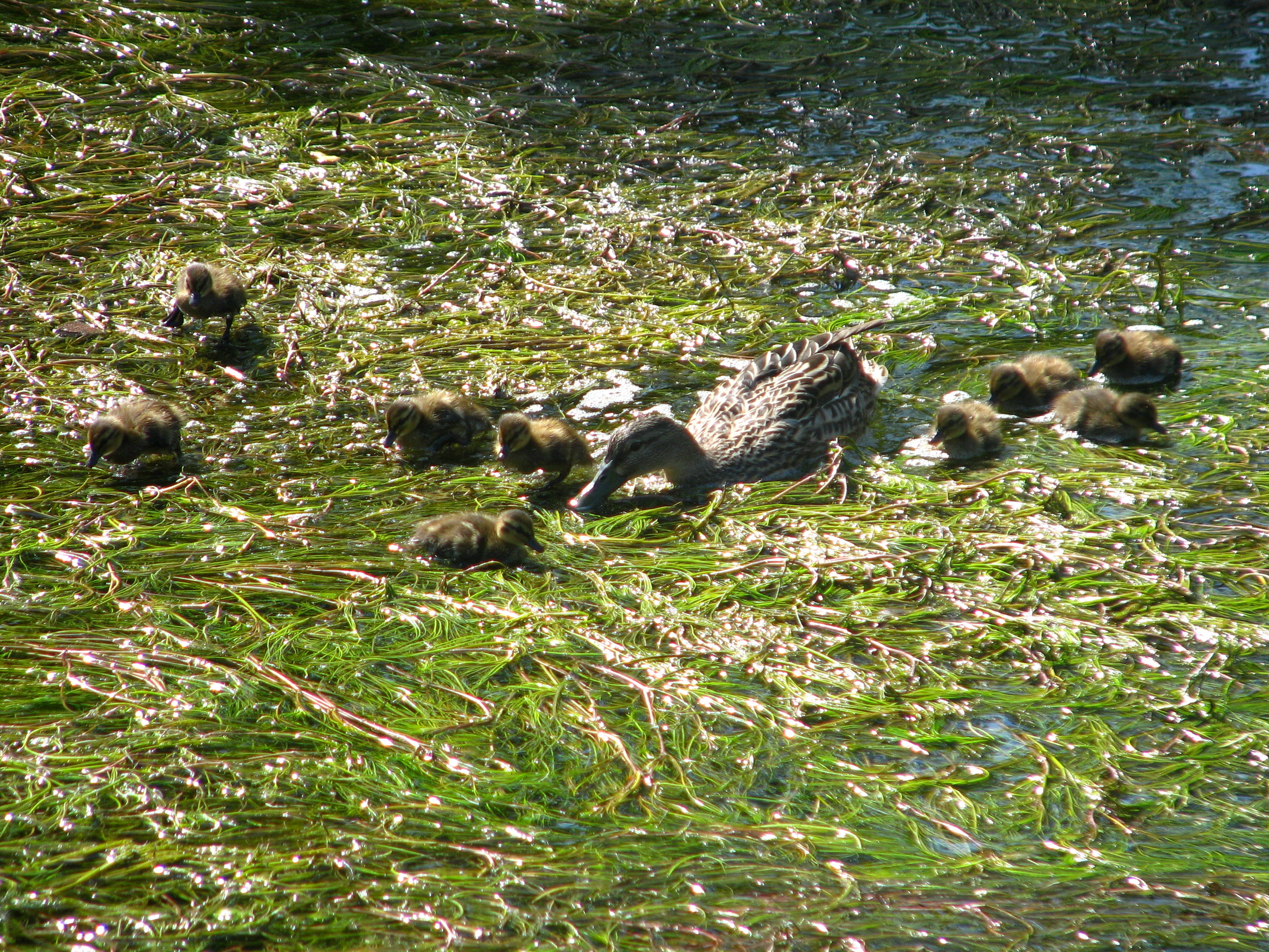 Anas platyrhynchos - Glatt - Glattbrugg IMG 6863