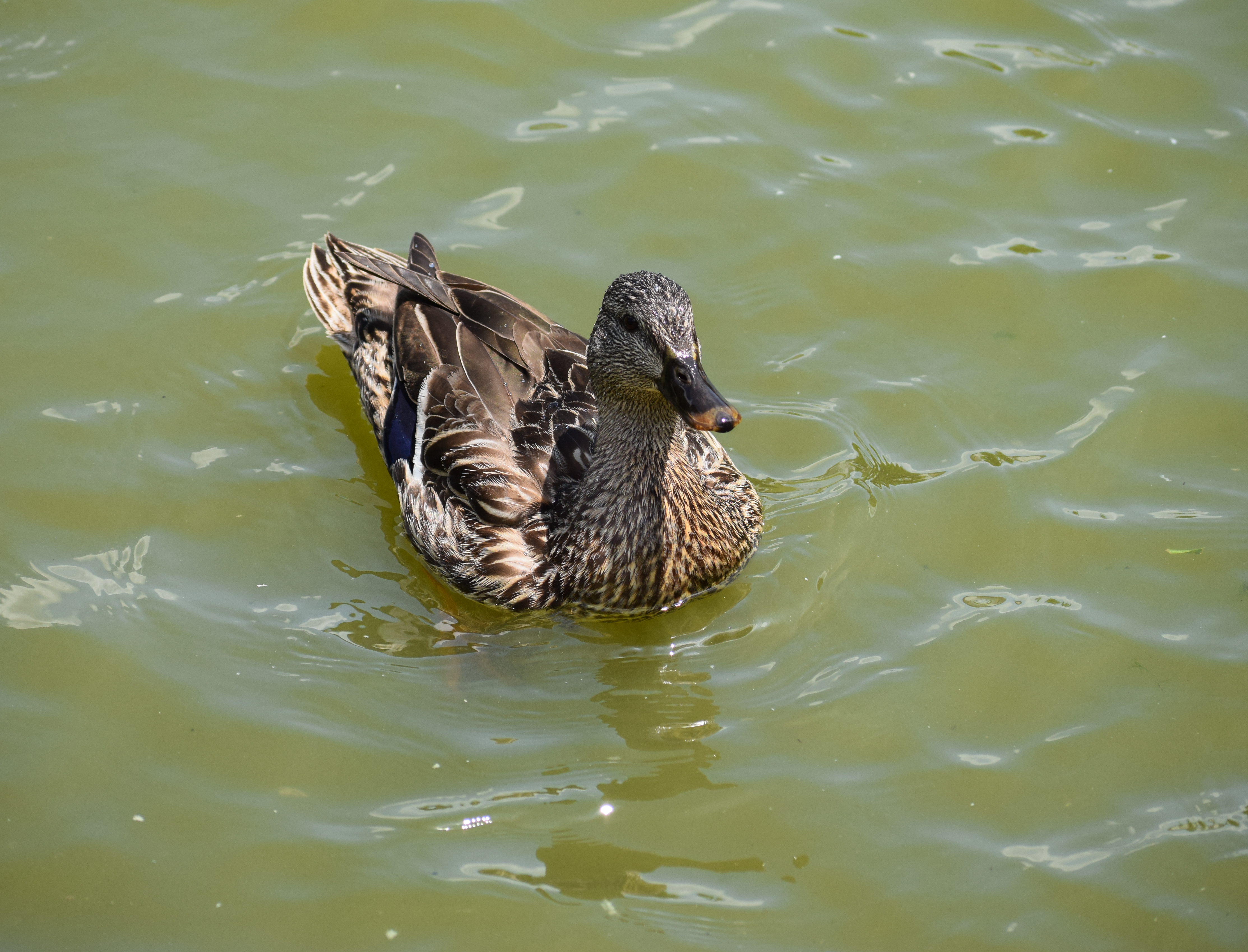 Anas platyrhynchos (Mallard) female swimming 1