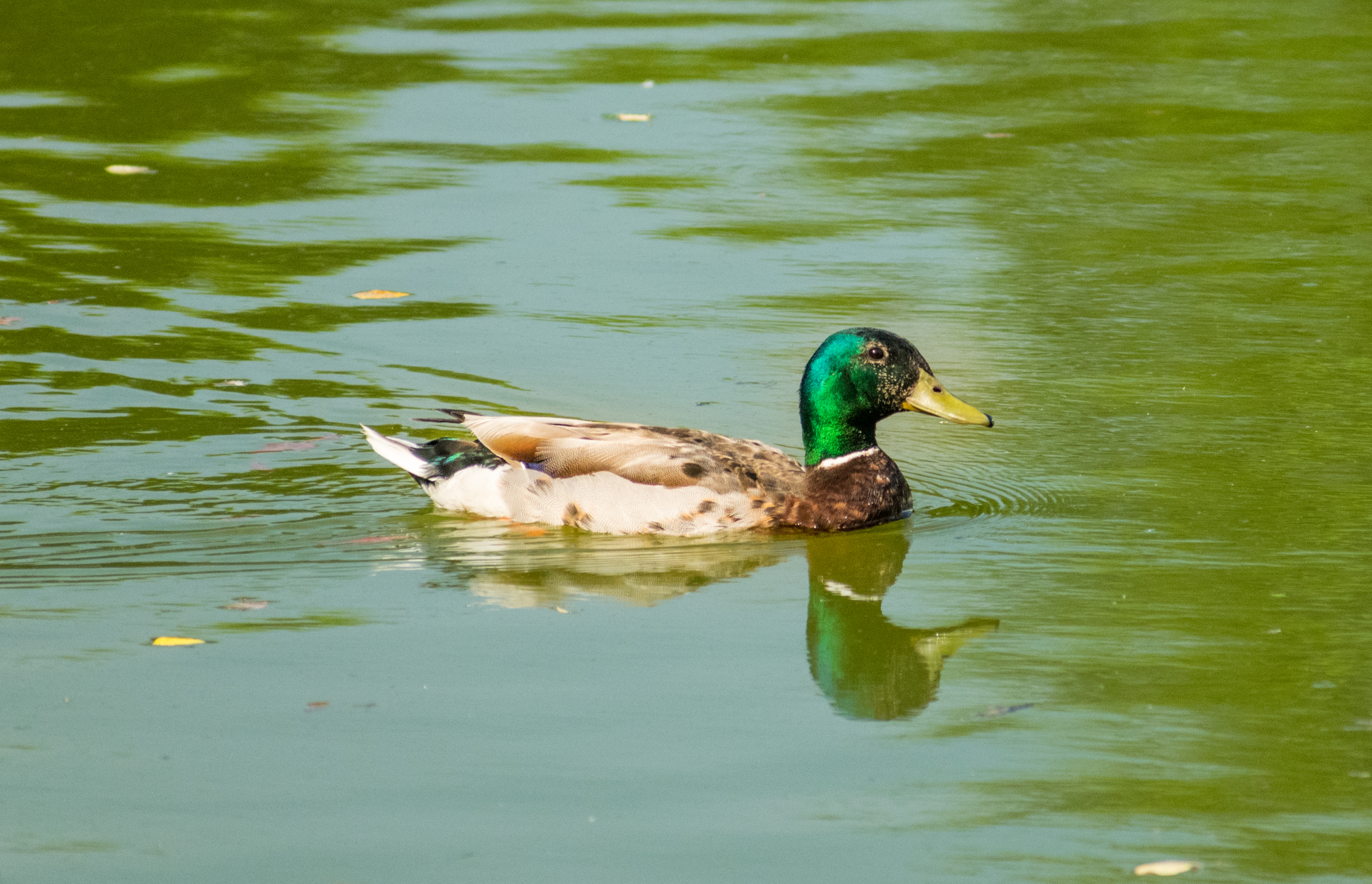 Anas platyrhynchos (Mallard) male swimming 2 LR
