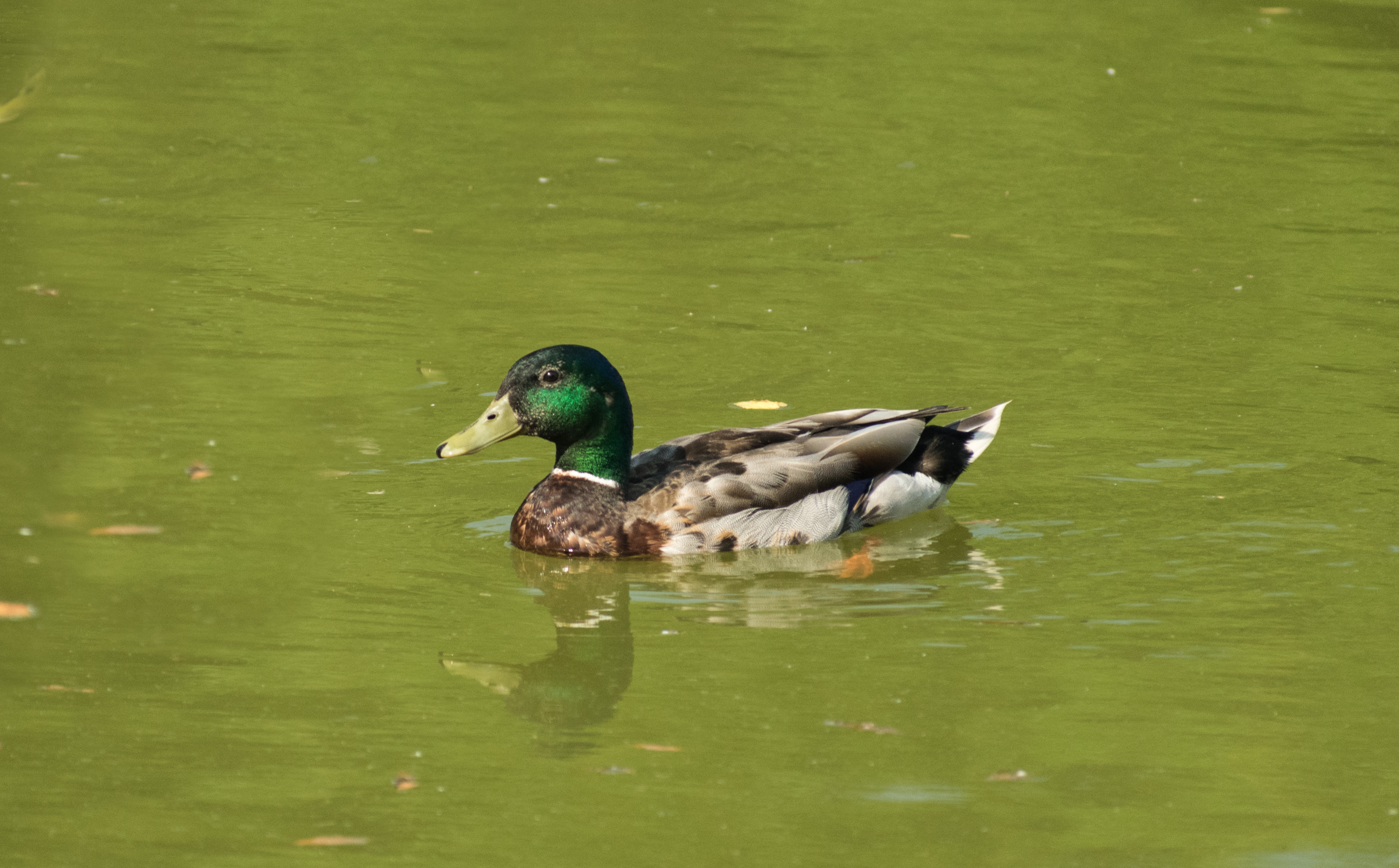 Anas platyrhynchos (Mallard) male swimming 3 LR