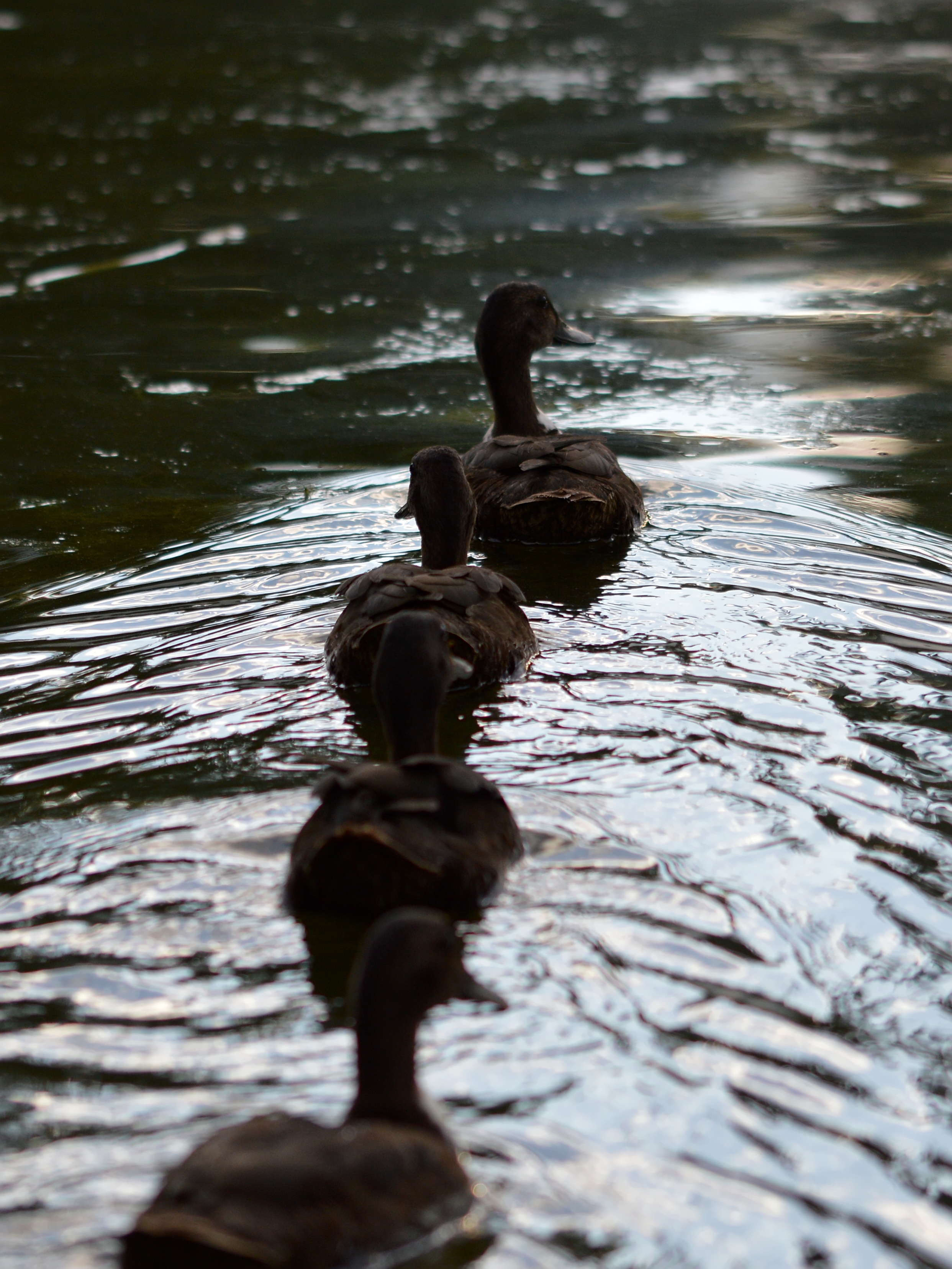 Anatidae - Saratoga Springs, New York 02