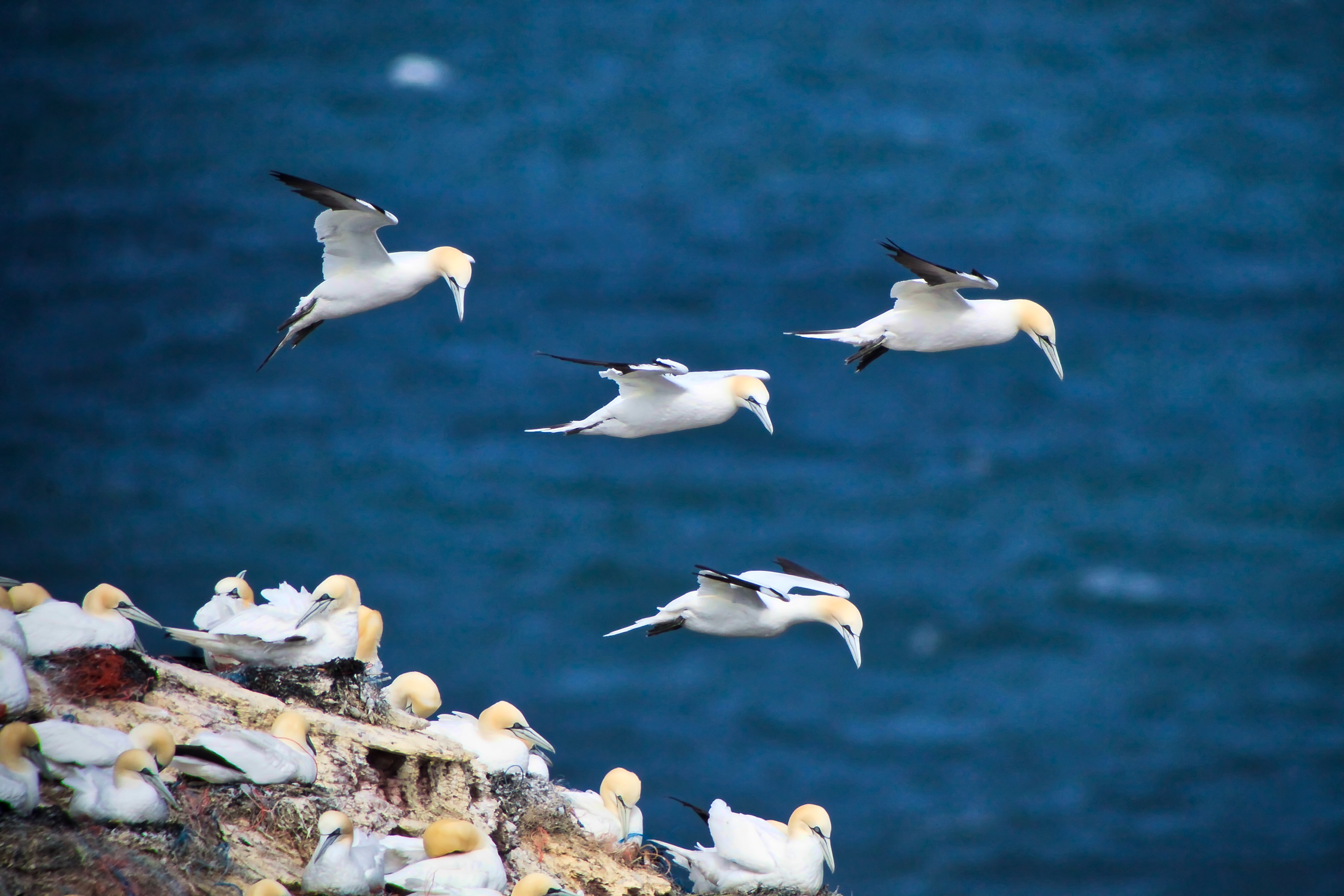 Anflug der Basstölpel auf die Lange Anna Helgoland