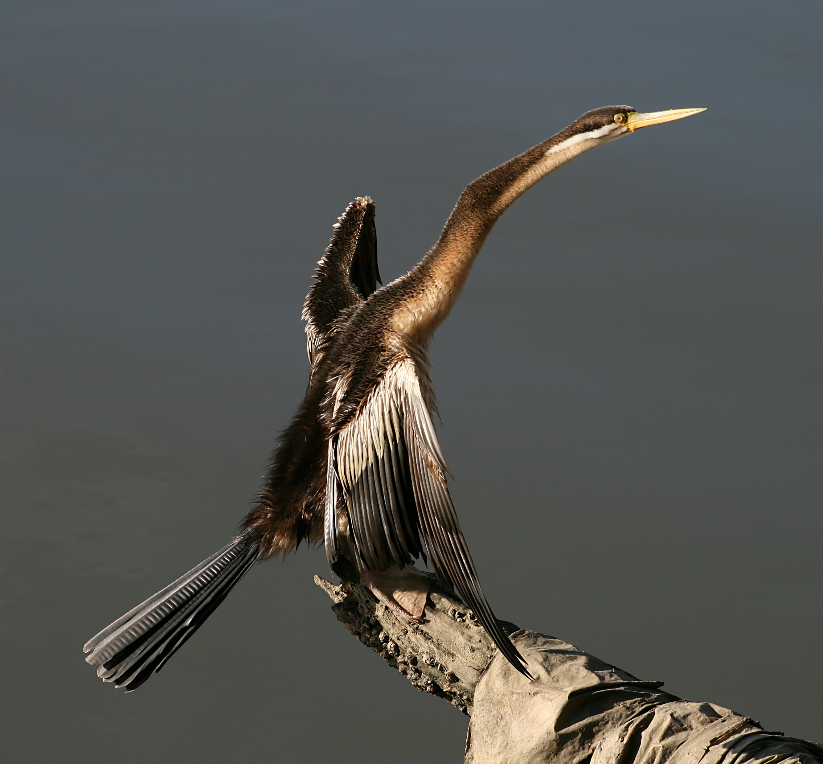 Anhinga novaehollandiae extended