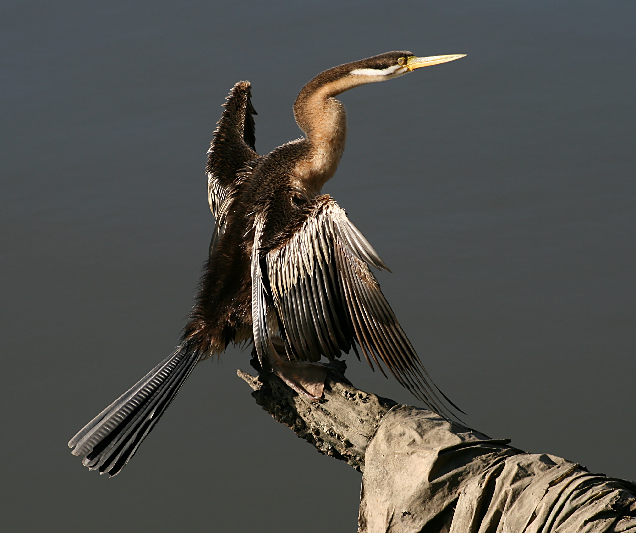 Anhinga novaehollandiae snake necked
