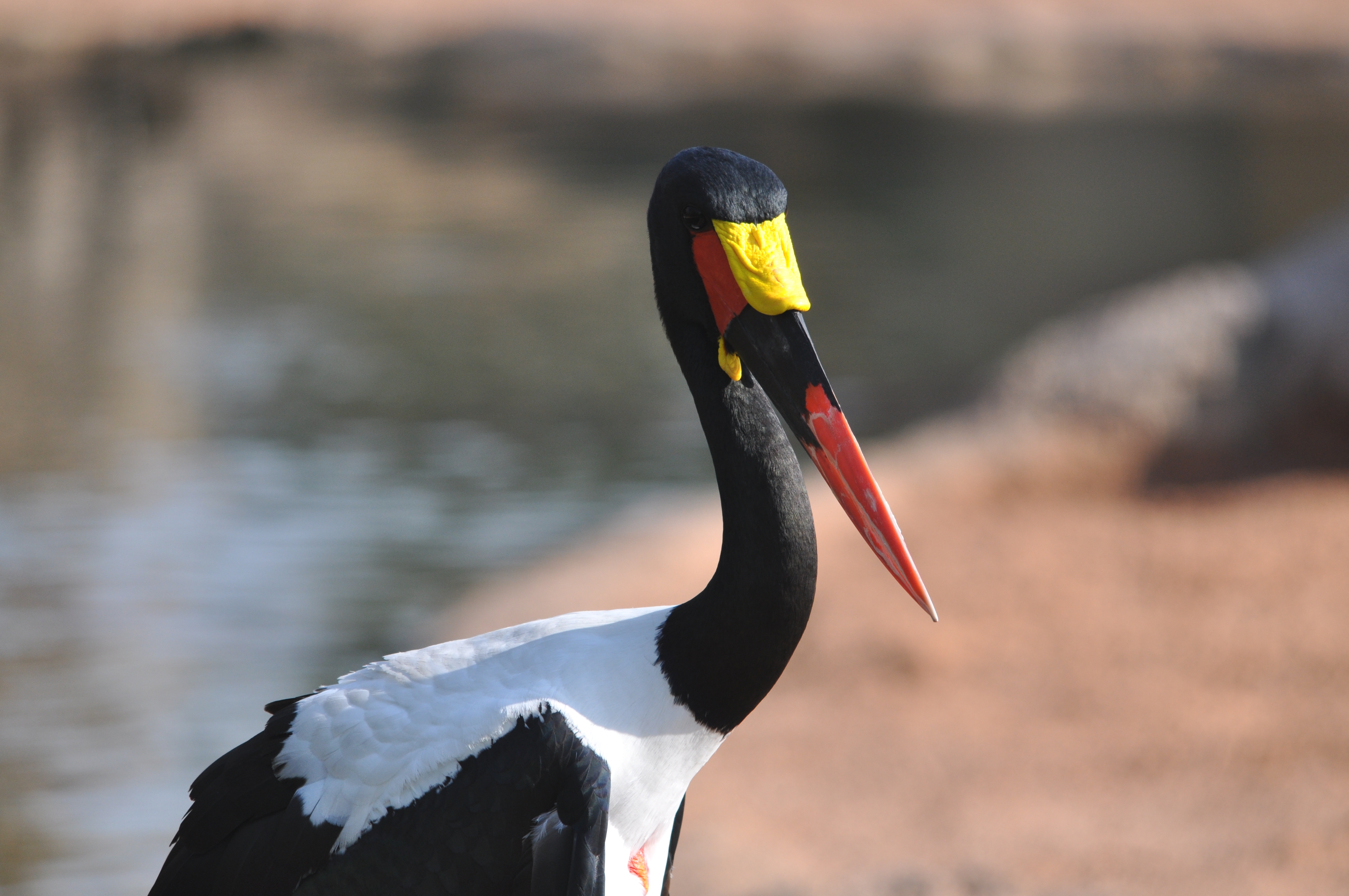 Animales bioparc-valencia-2012 (15)