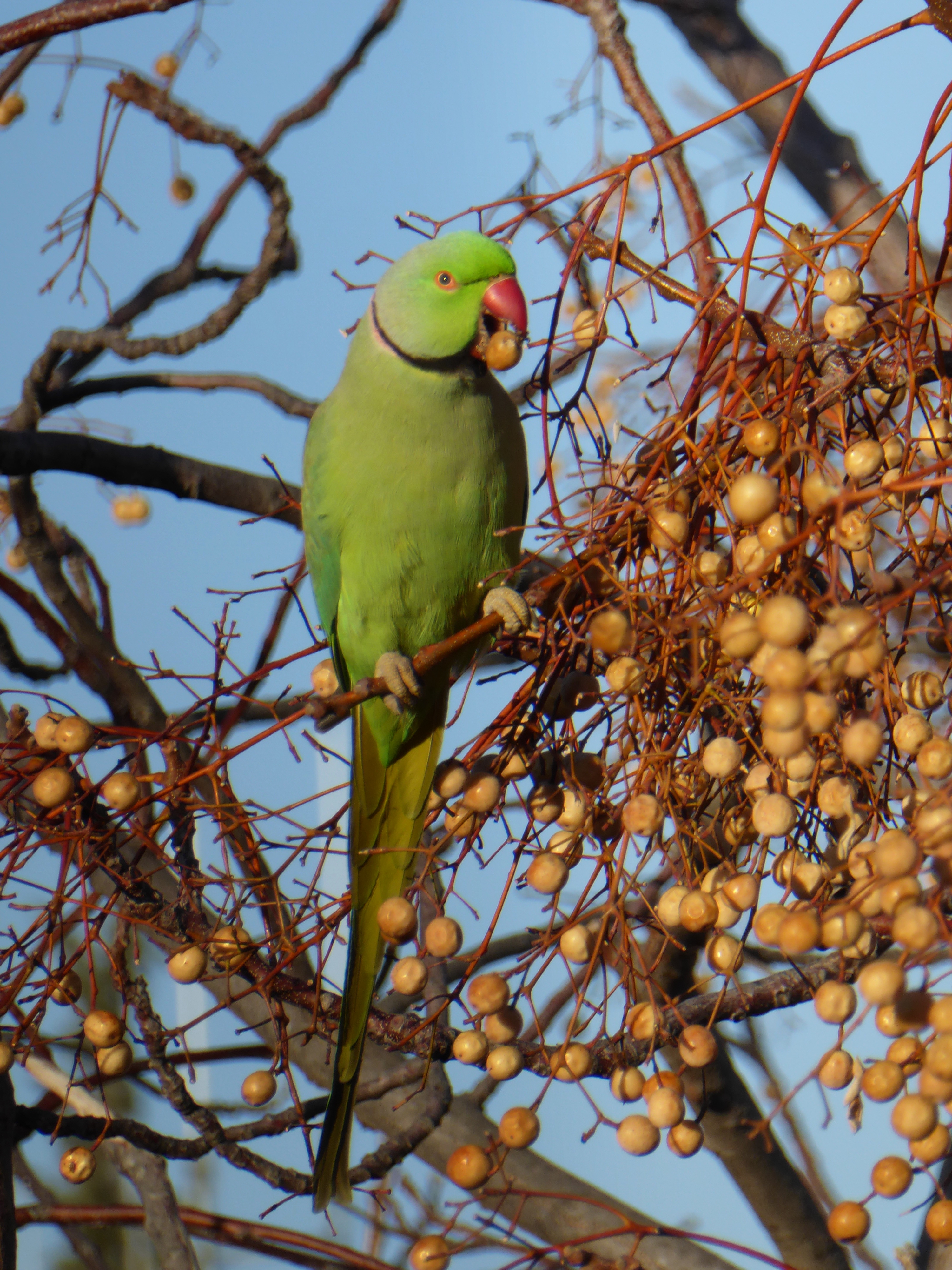 Animals of Israel (43)