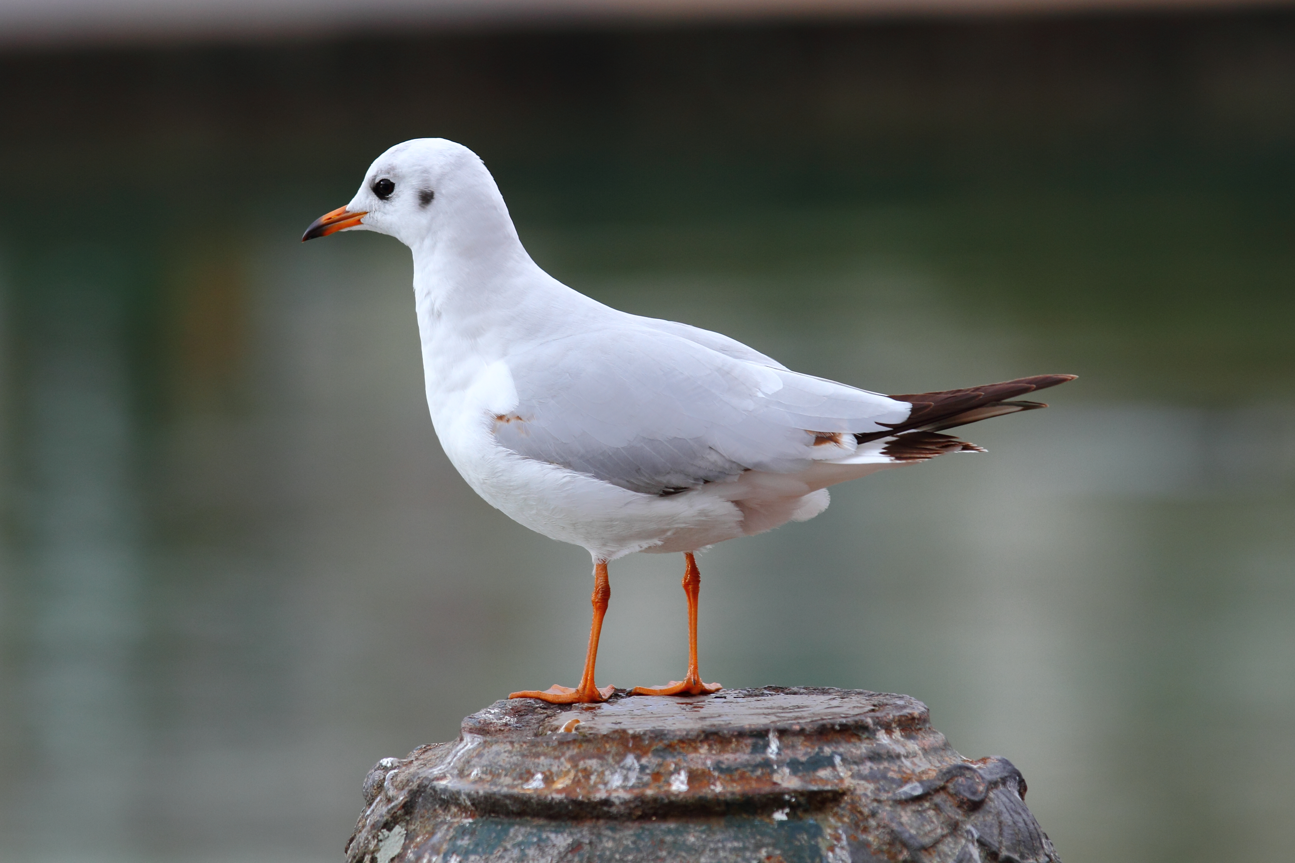 Annecy's Lake - 20111229 - Larus ridibundus 01