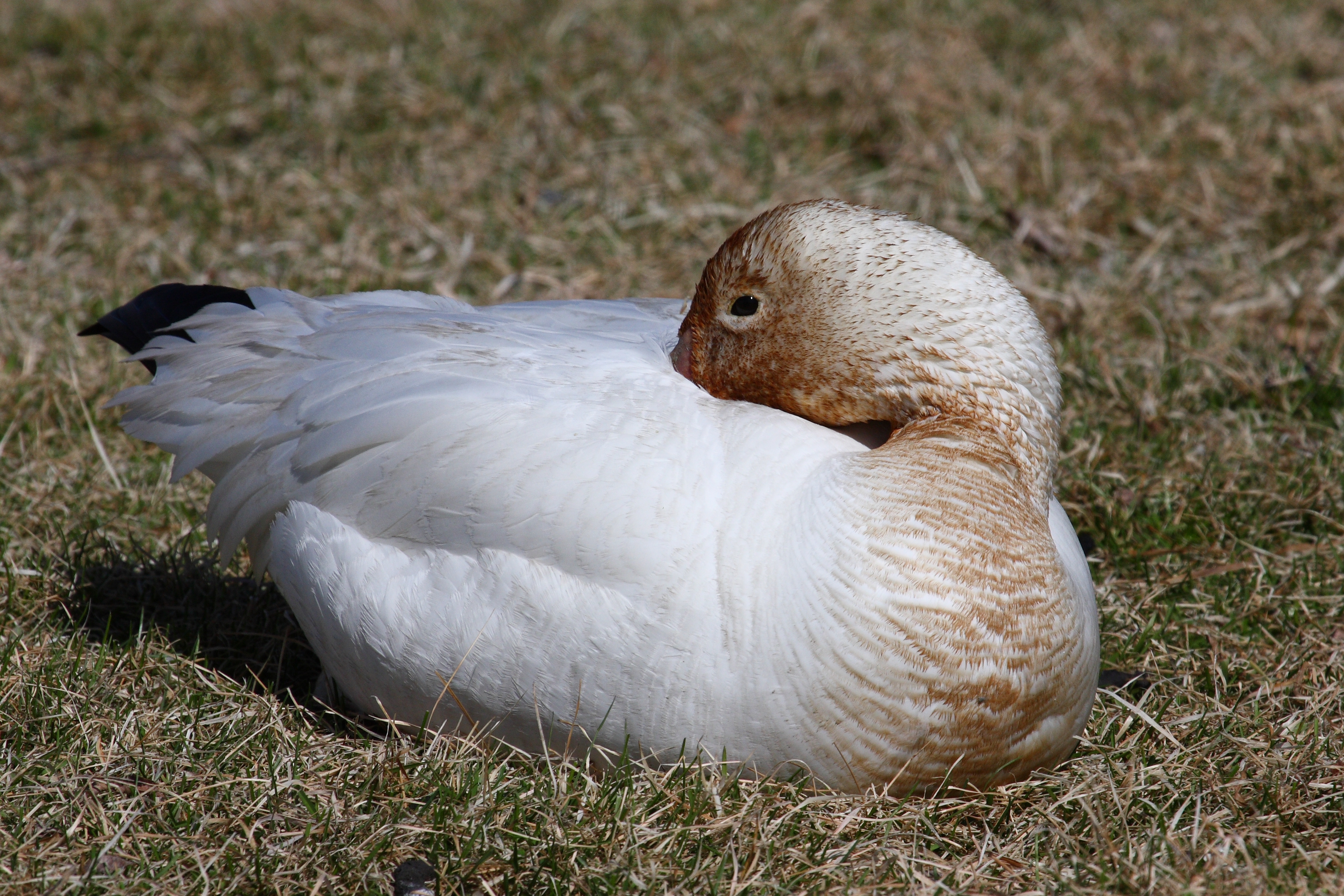 Anser caerulescens CT3