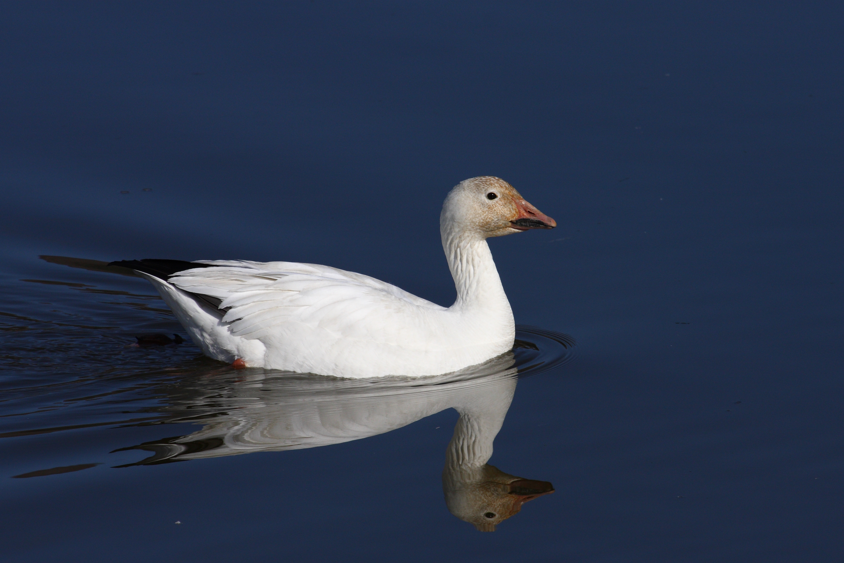 Anser caerulescens CT4