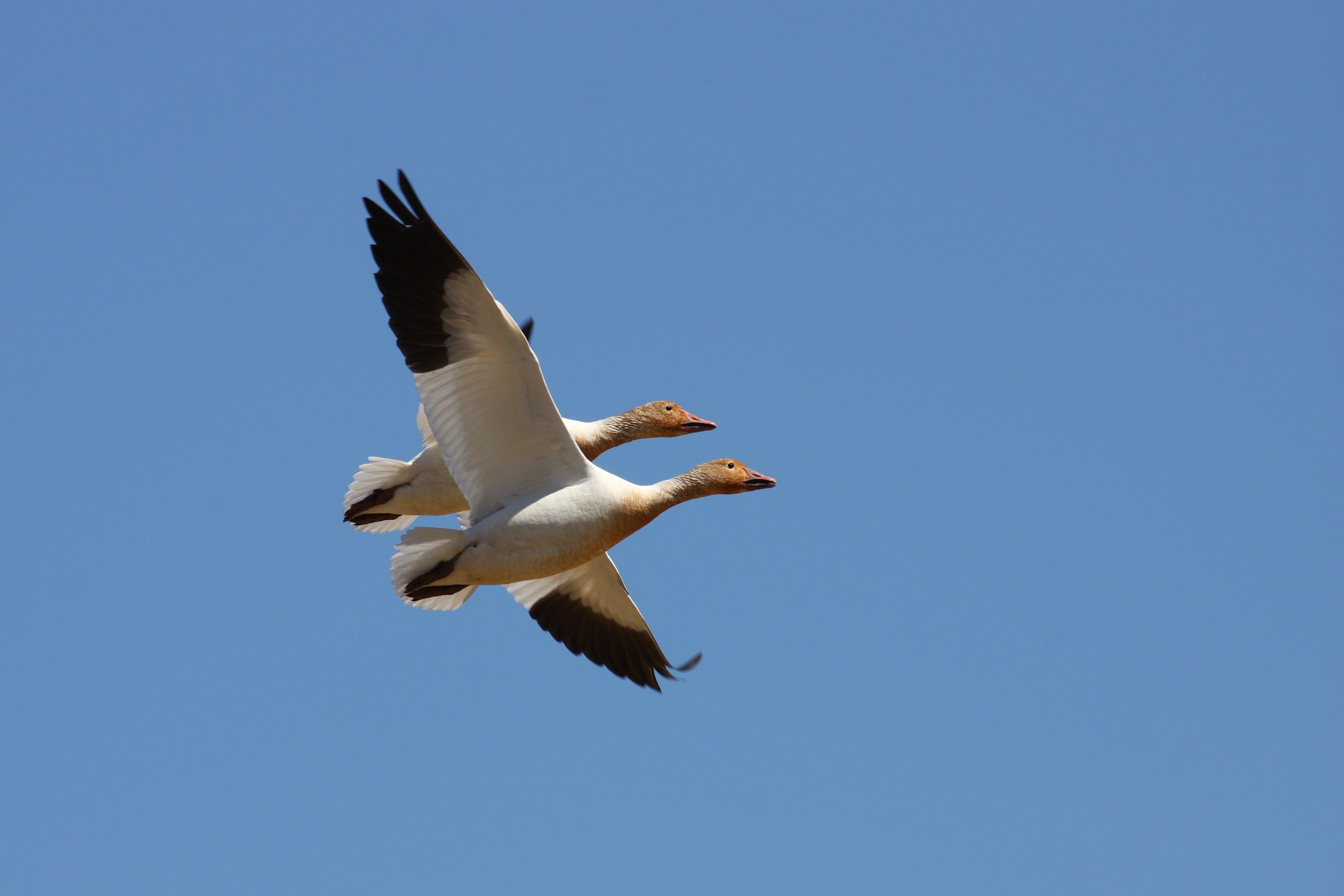 Anser caerulescens CT6