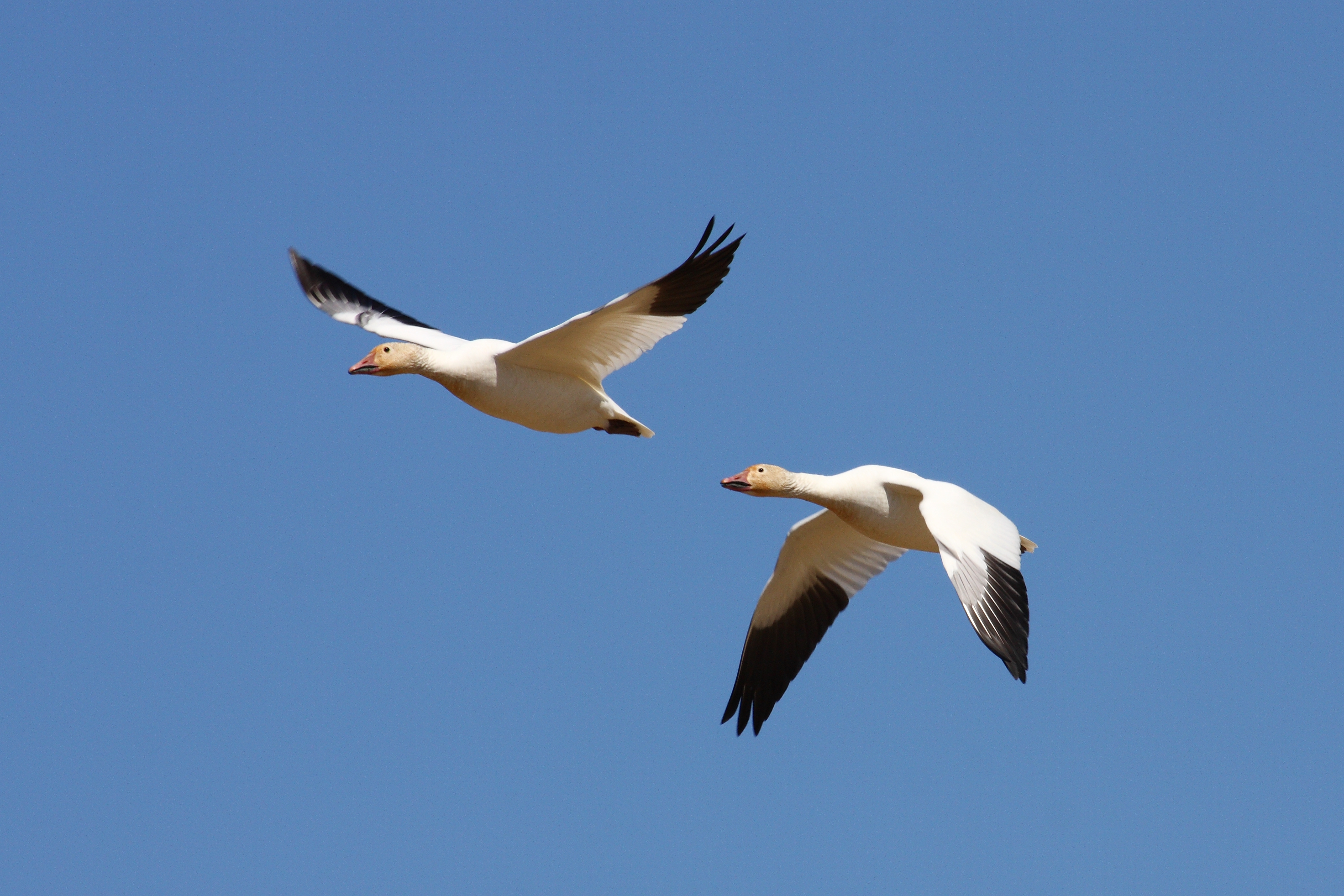 Anser caerulescens CT8