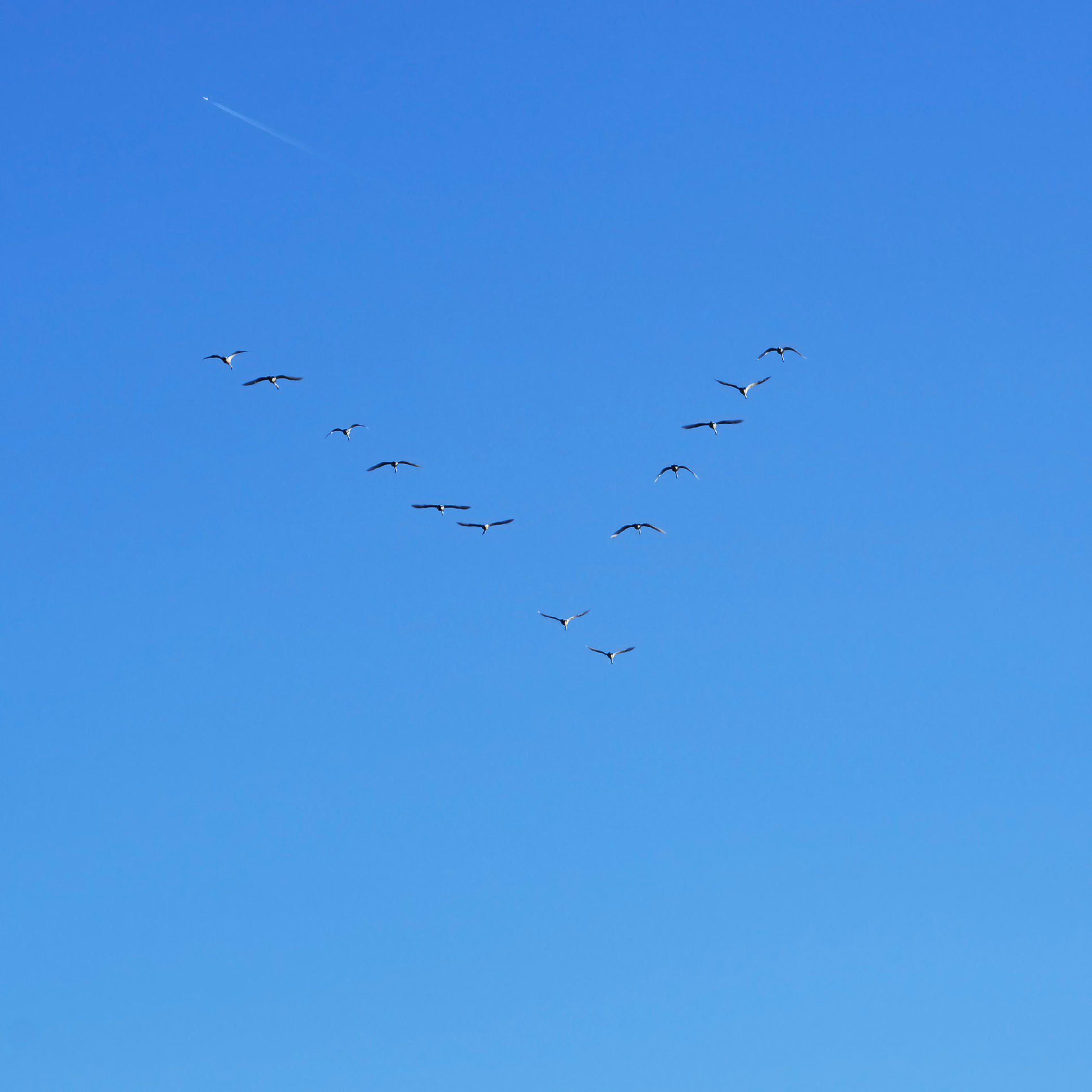 Anser fabalis V formation
