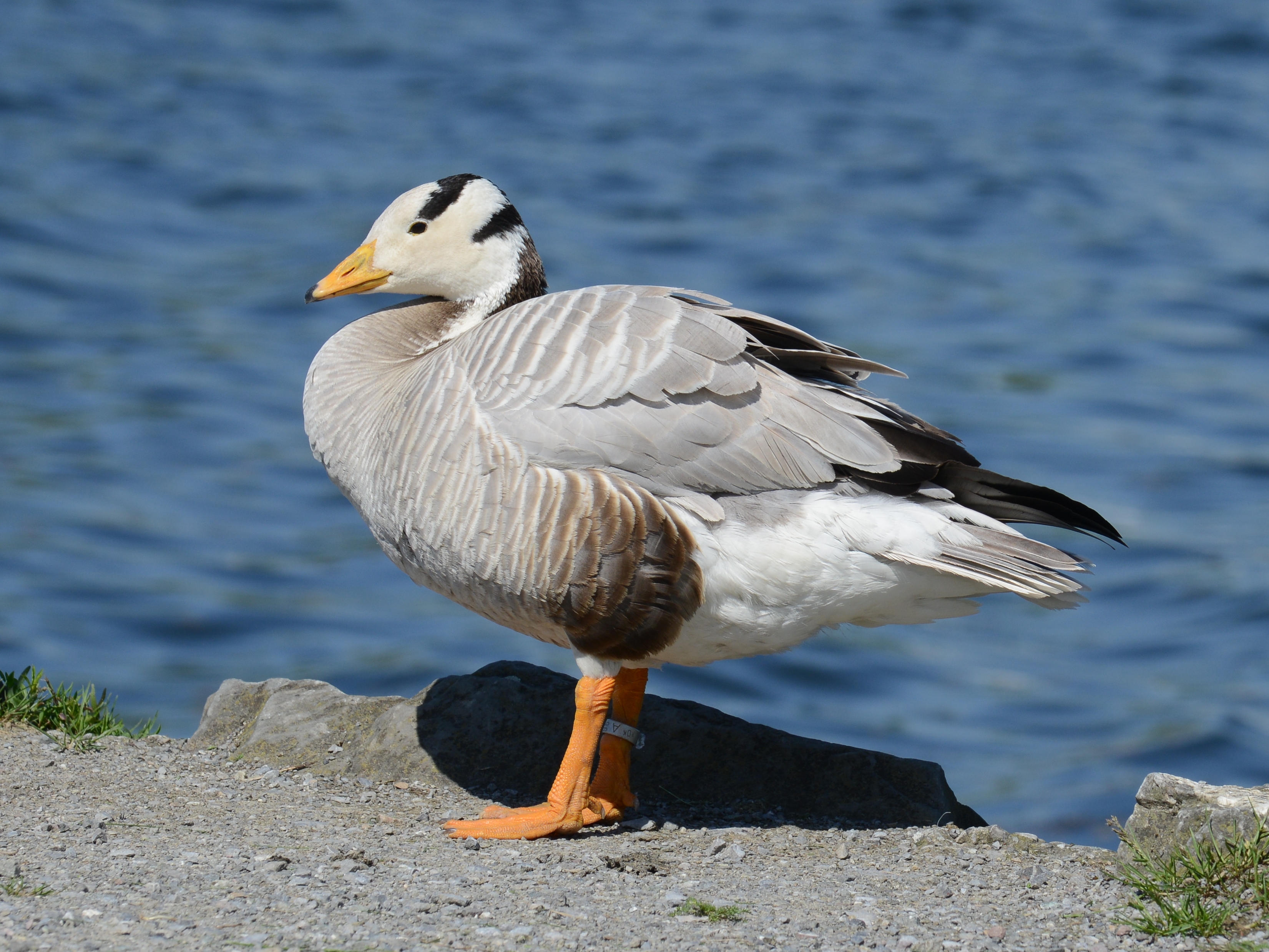 Anser indicus, Streifengans 4