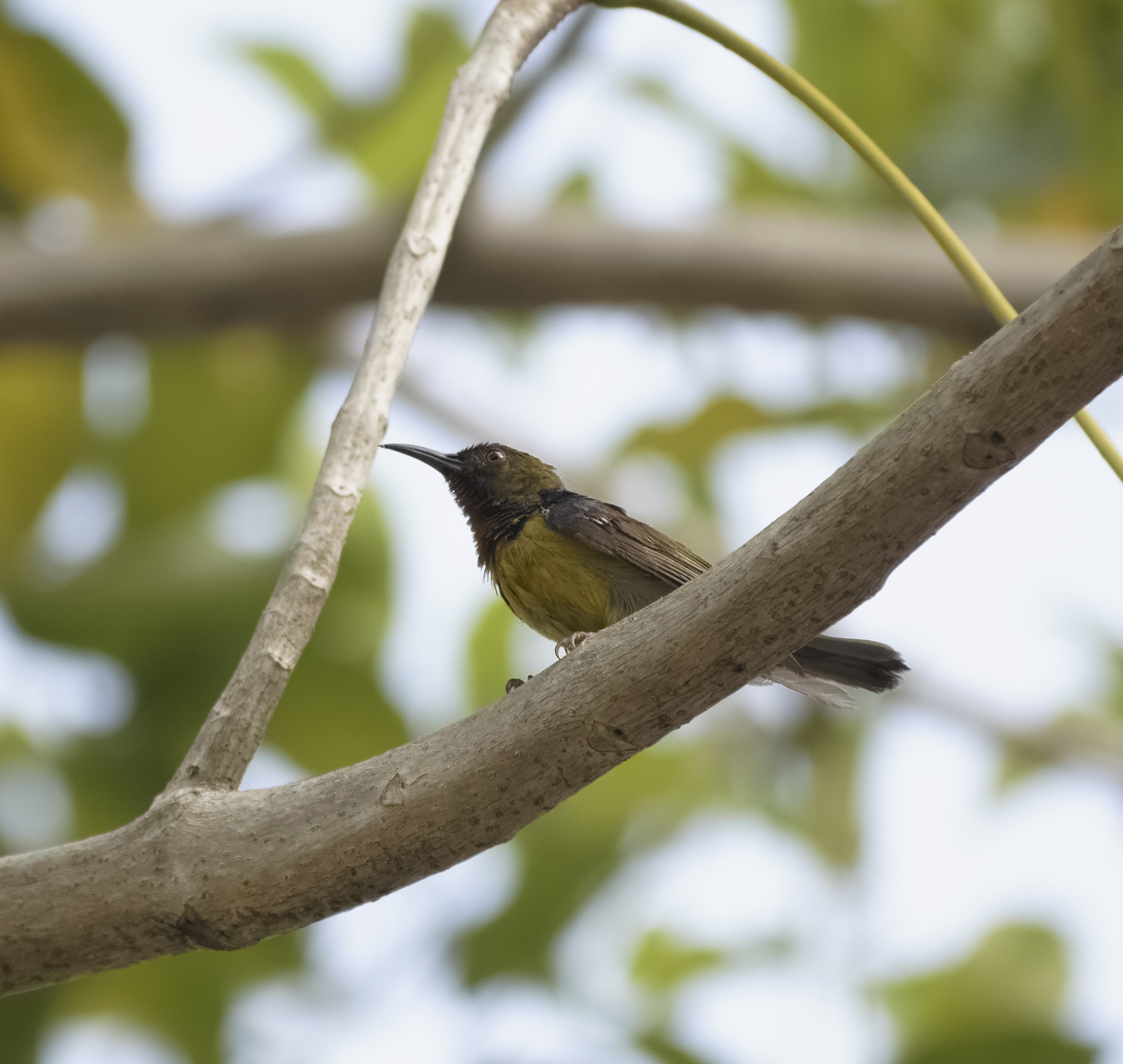 Anthreptes malacensis @ Kuala Lumpur