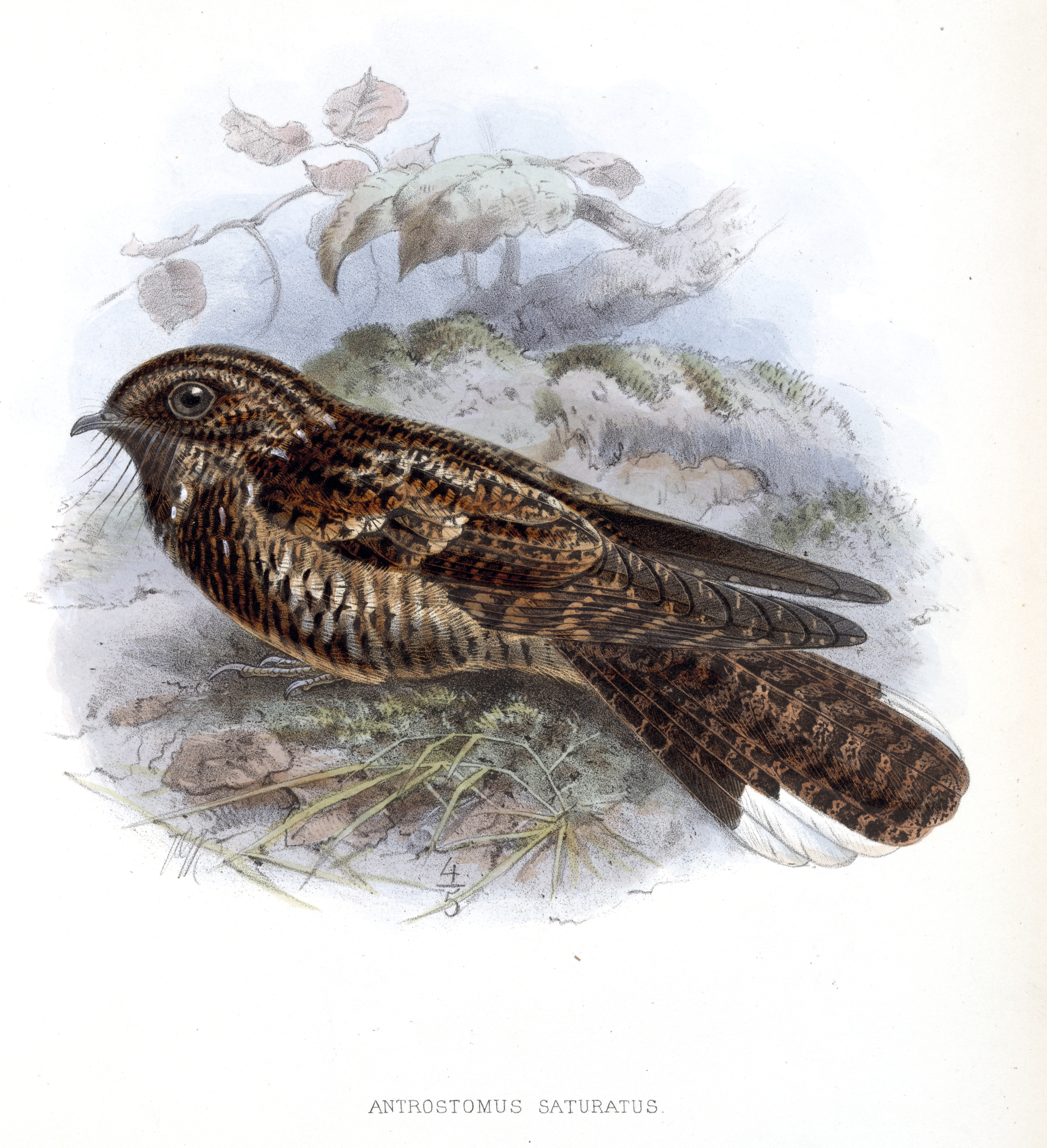 AntrostomusSaturatusKeulemans