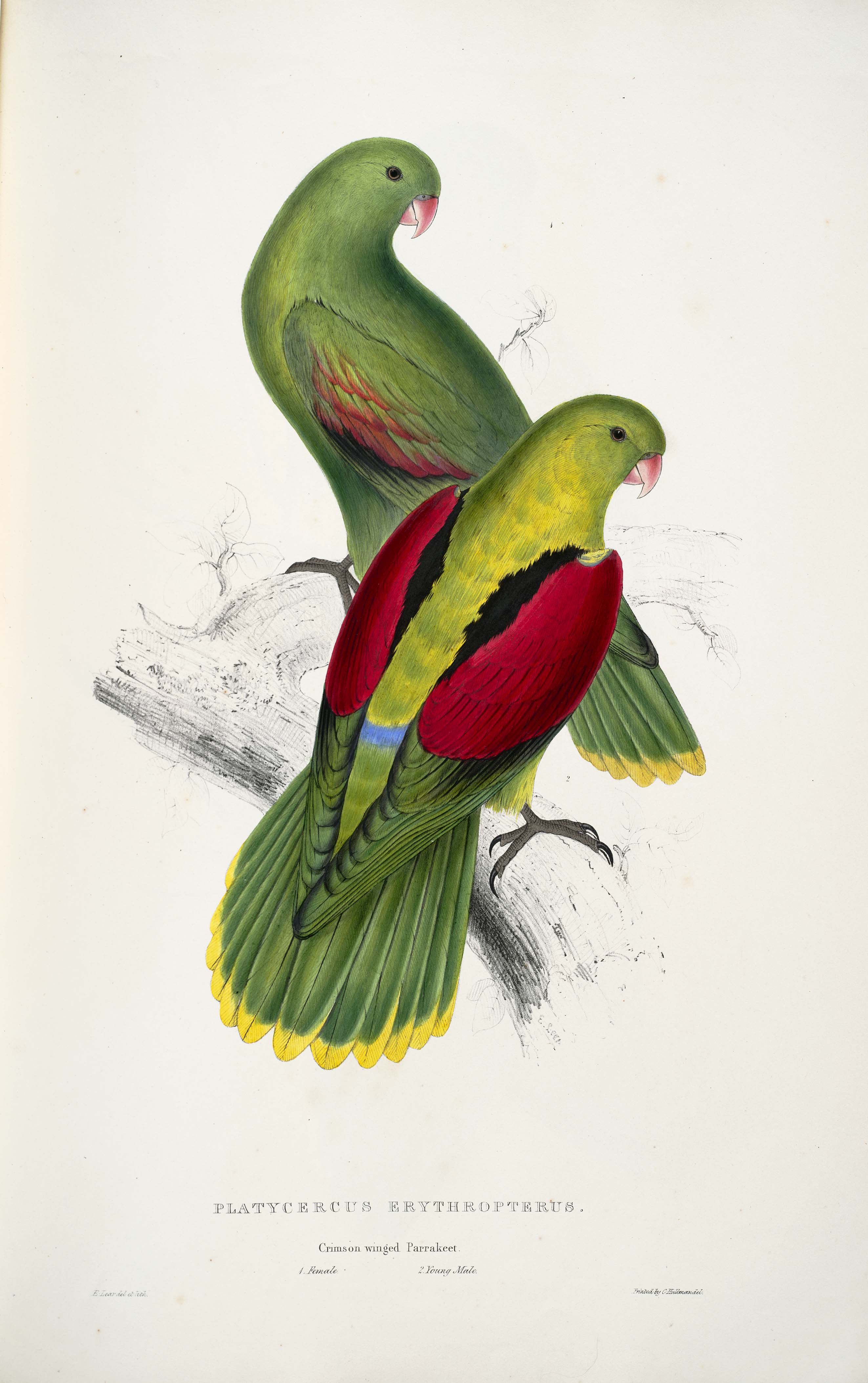 Aprosmictus erythropterus -Platycercus erythropterus. Crimson-winged parrakeet -by Edward Lear 1812-1888