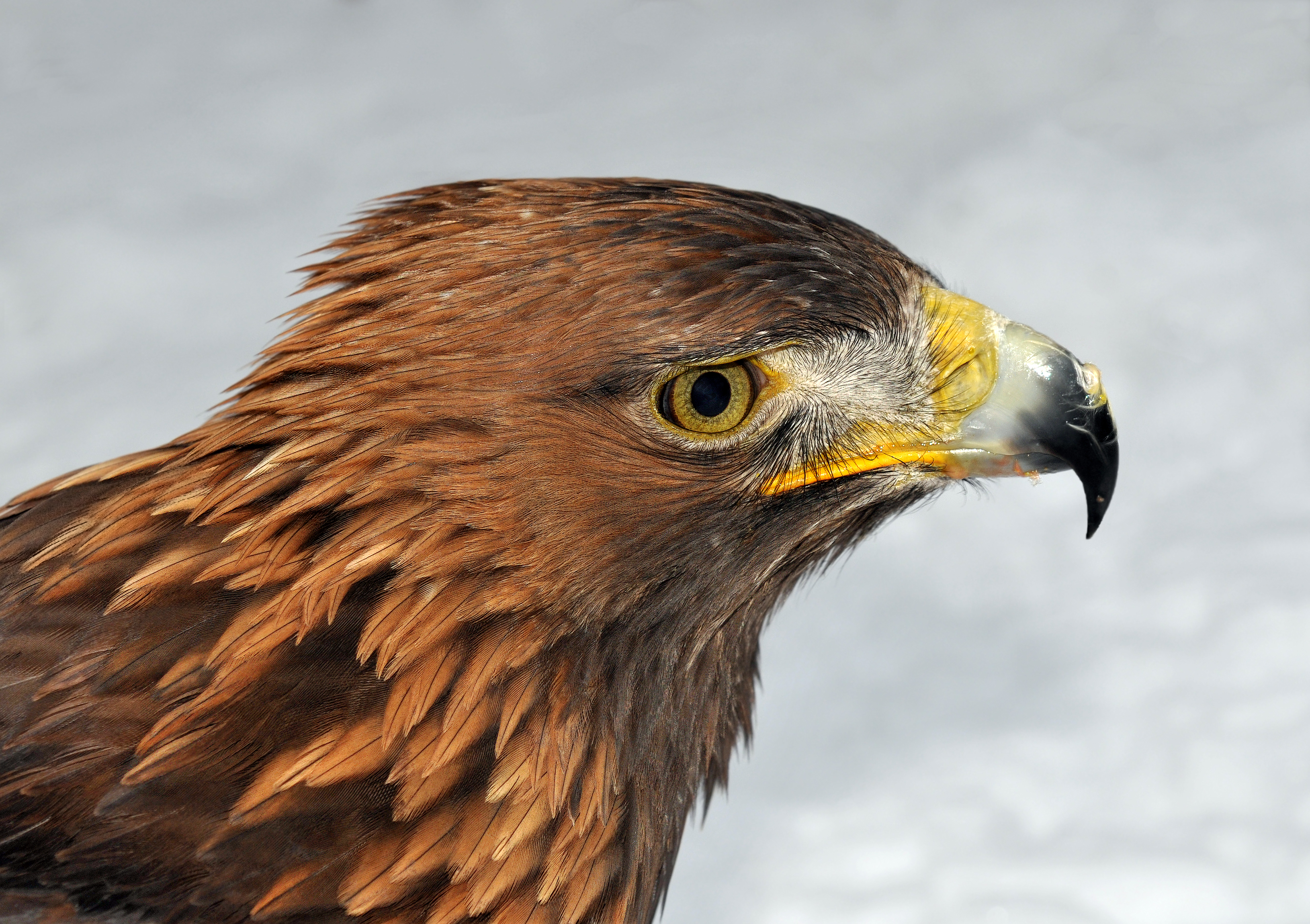 Aquila chrysaetos (Linnaeus 1758)
