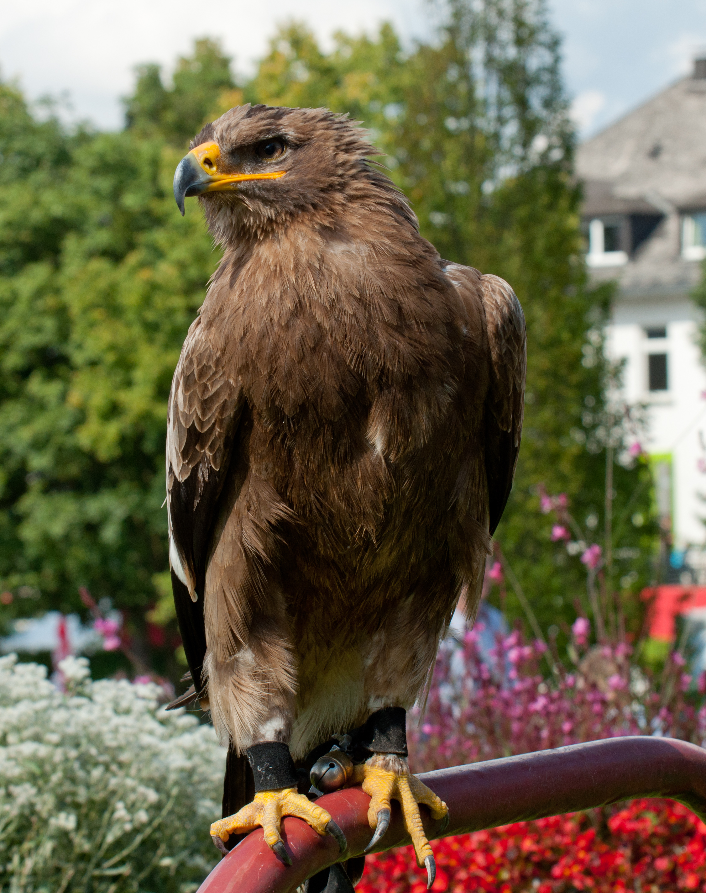 Aquila nipalensis - 20100905